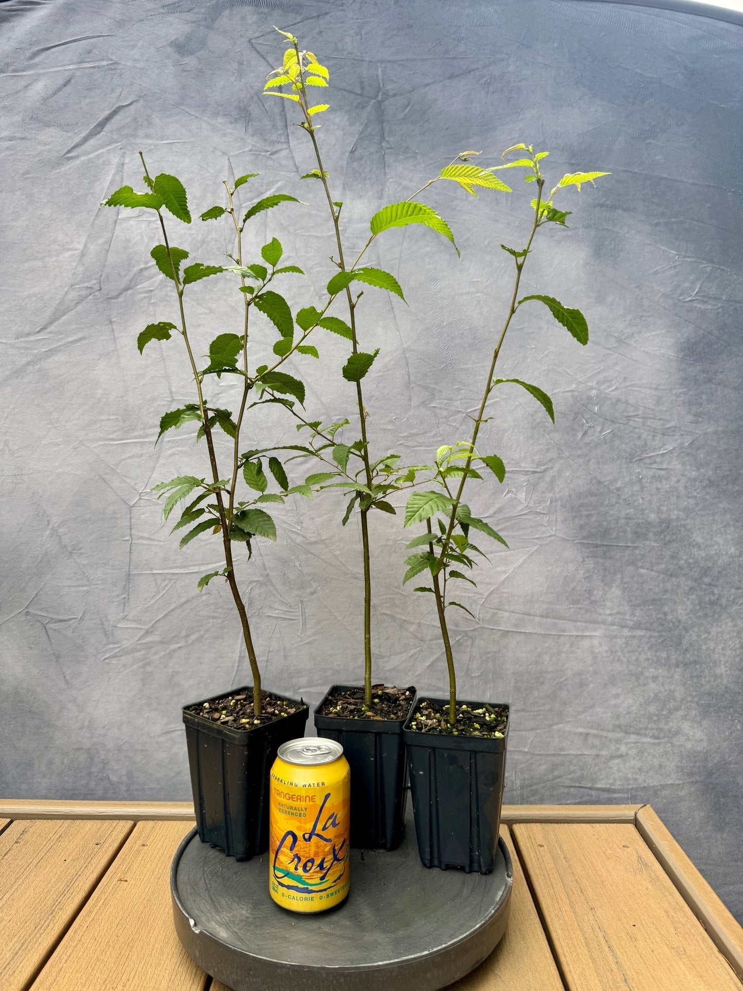 Japanese Hornbeam