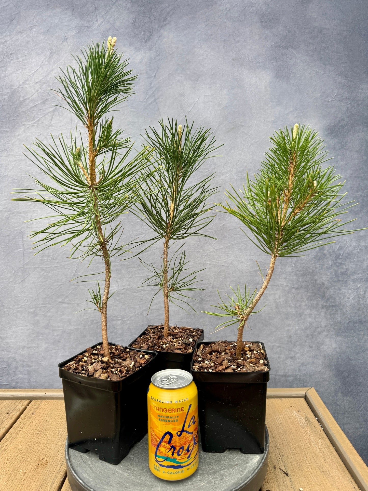 Japanese Red Pine