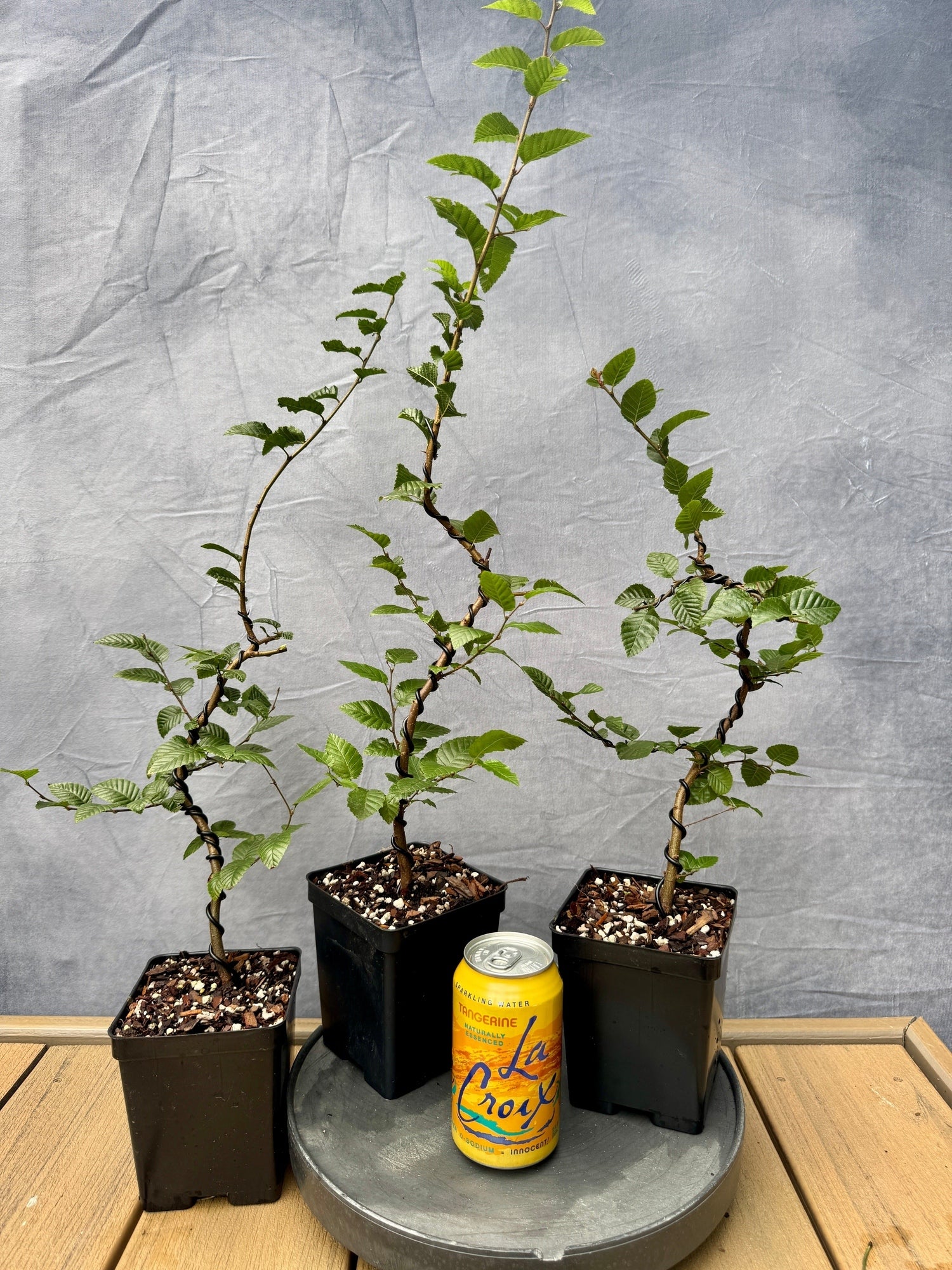 real bonsai trees for sale near me Korean Hornbeam