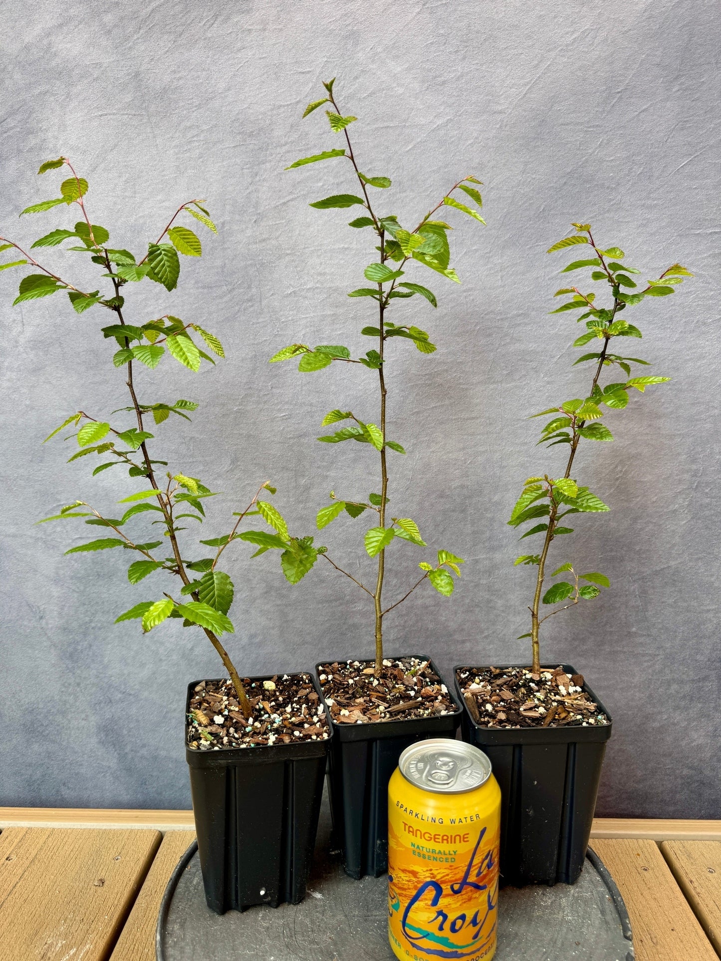 Korean Hornbeam