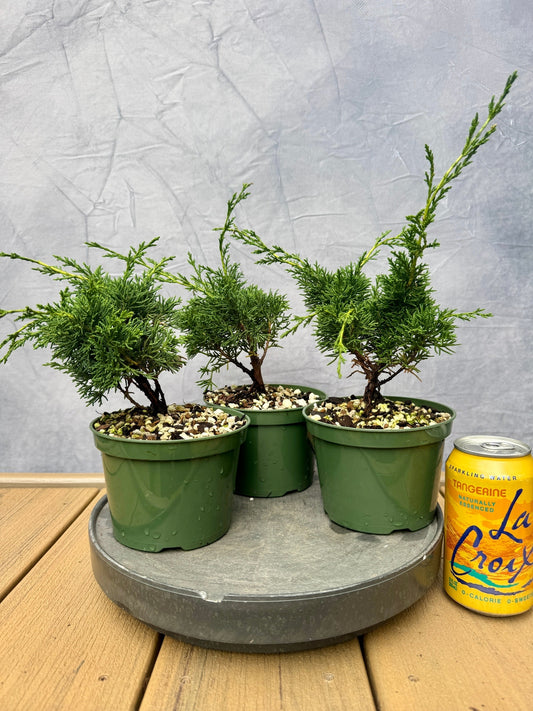 Kishu Shimpaku Juniper