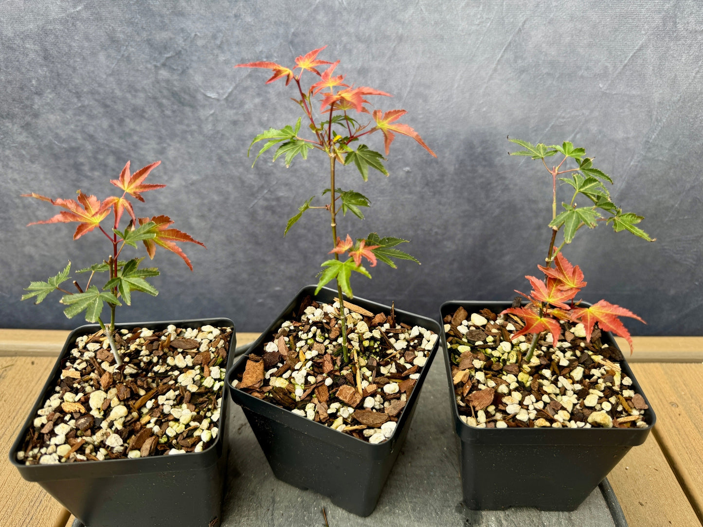 'Kiyohime' Japanese Maple - Cutting Grown