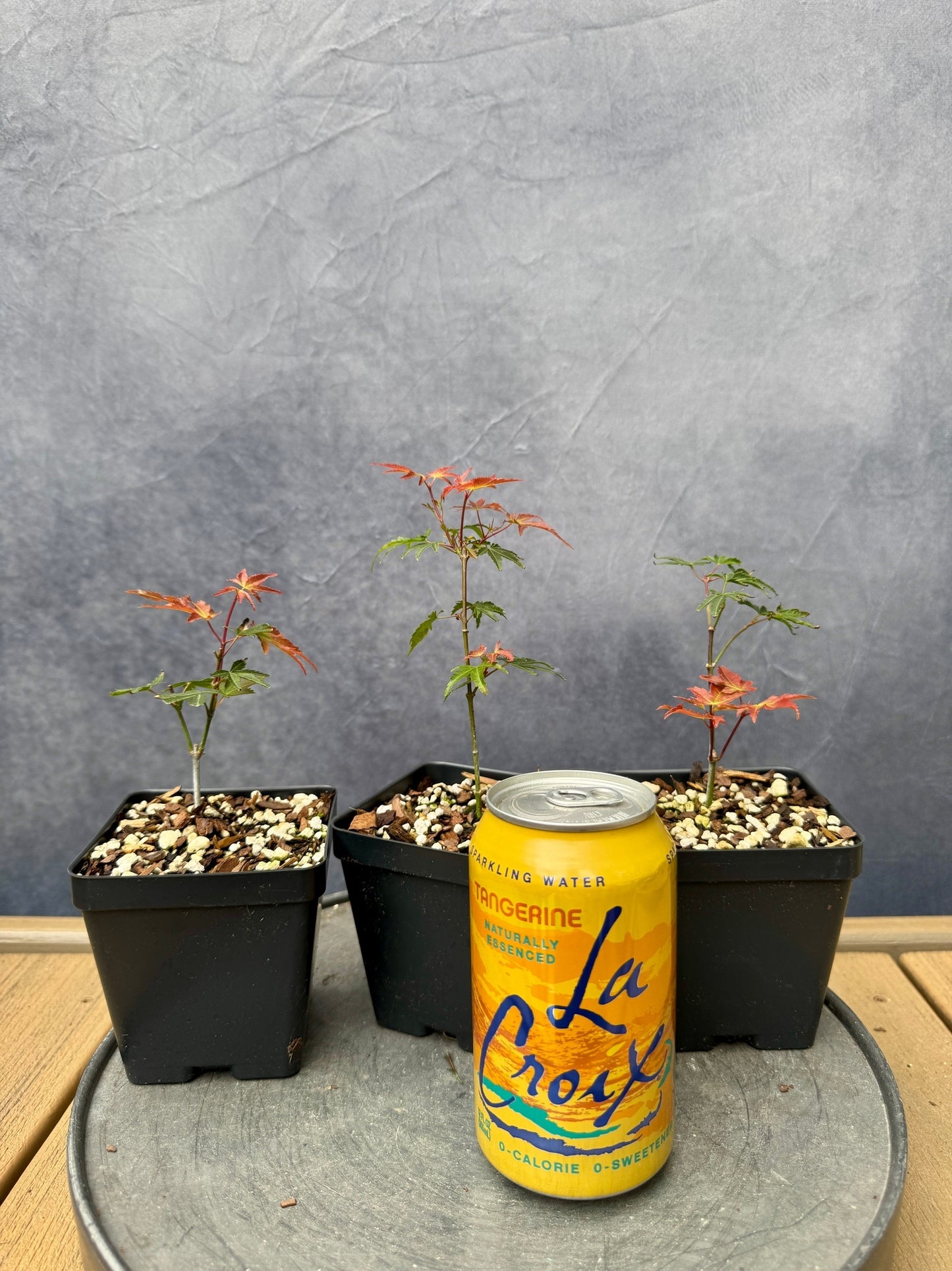 'Kiyohime' Japanese Maple - Cutting Grown