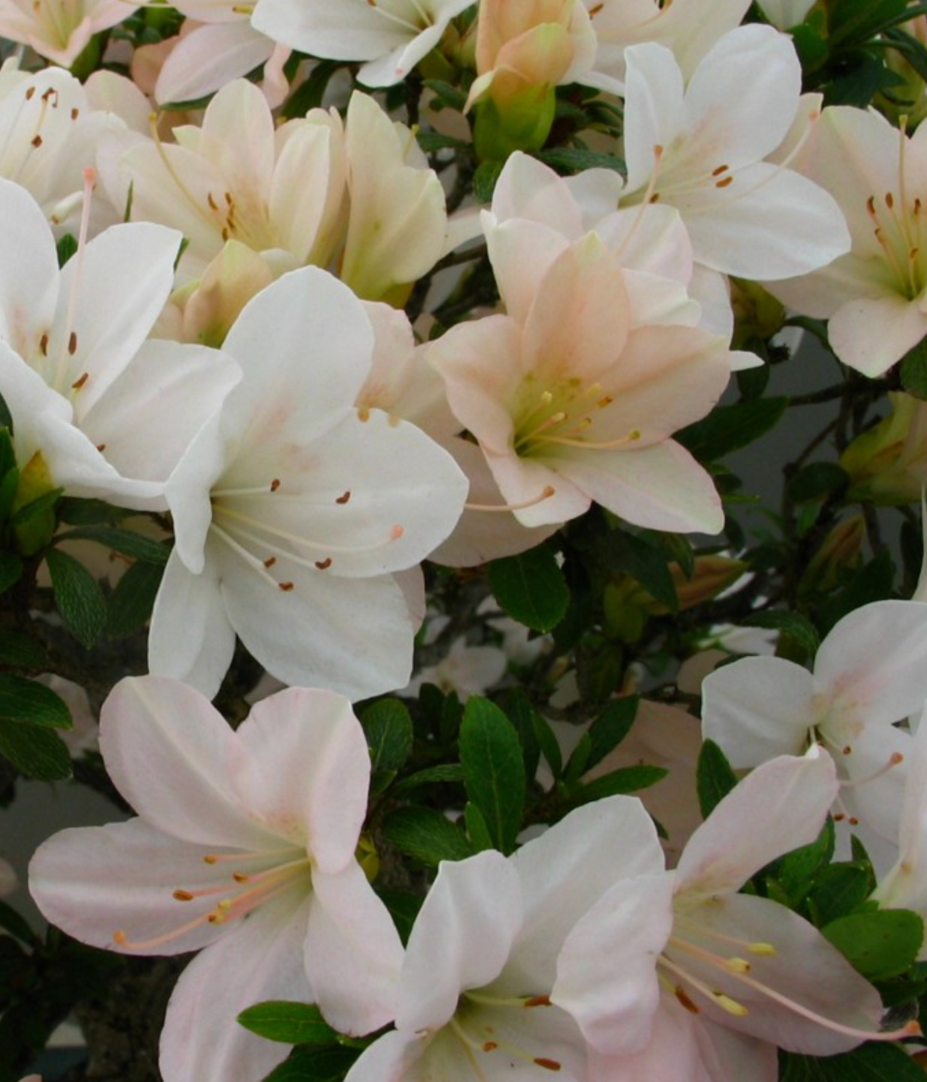 Satsuki Azalea (various cultivars)
