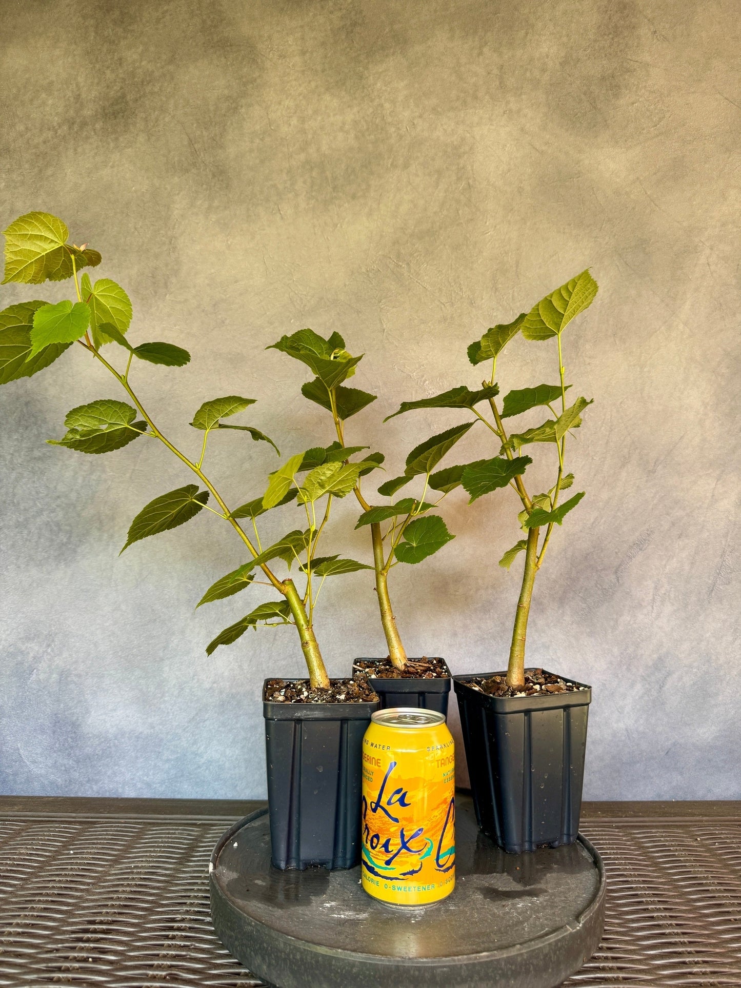 Littleleaf Linden