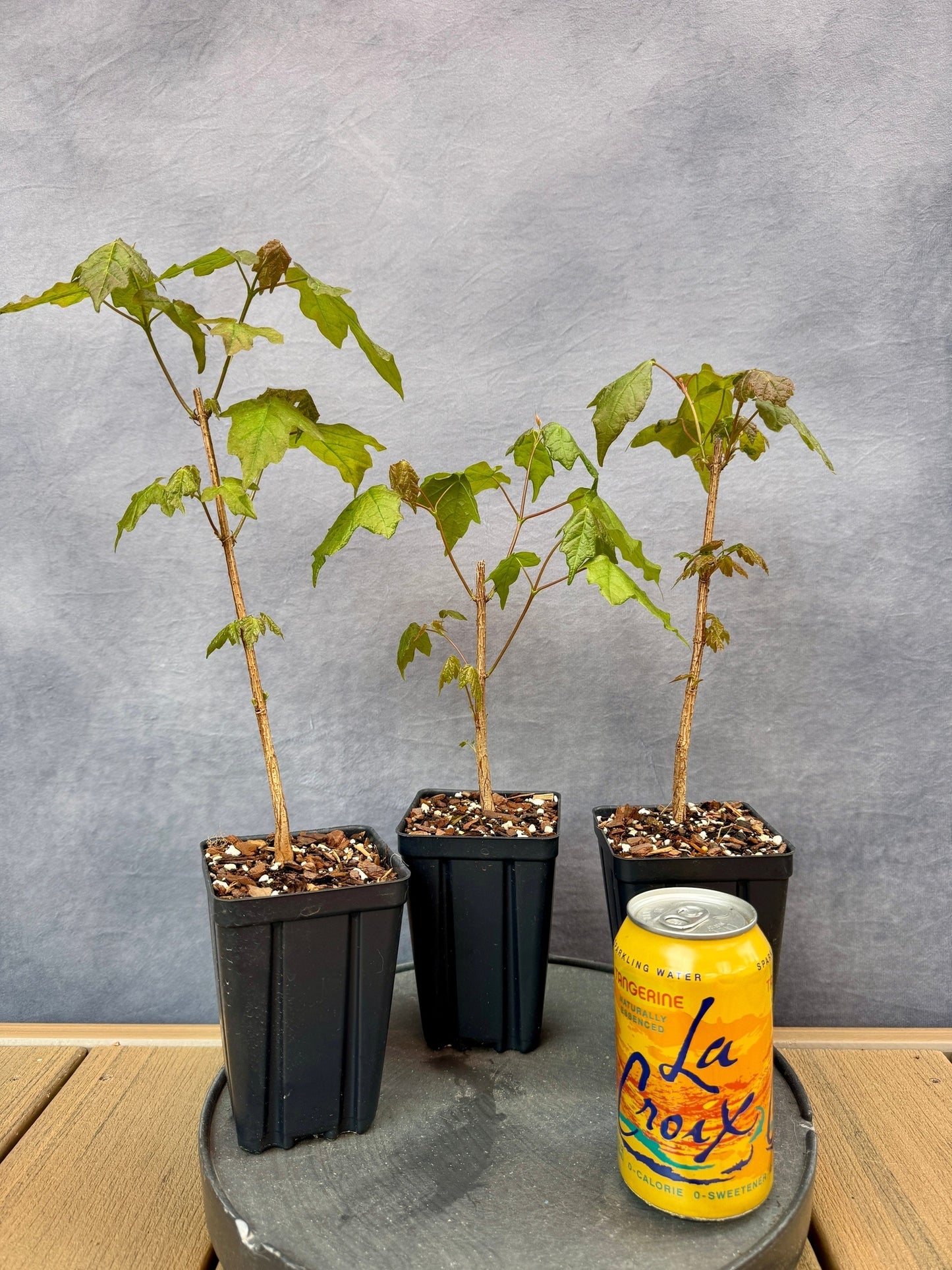 Miaotai Maple