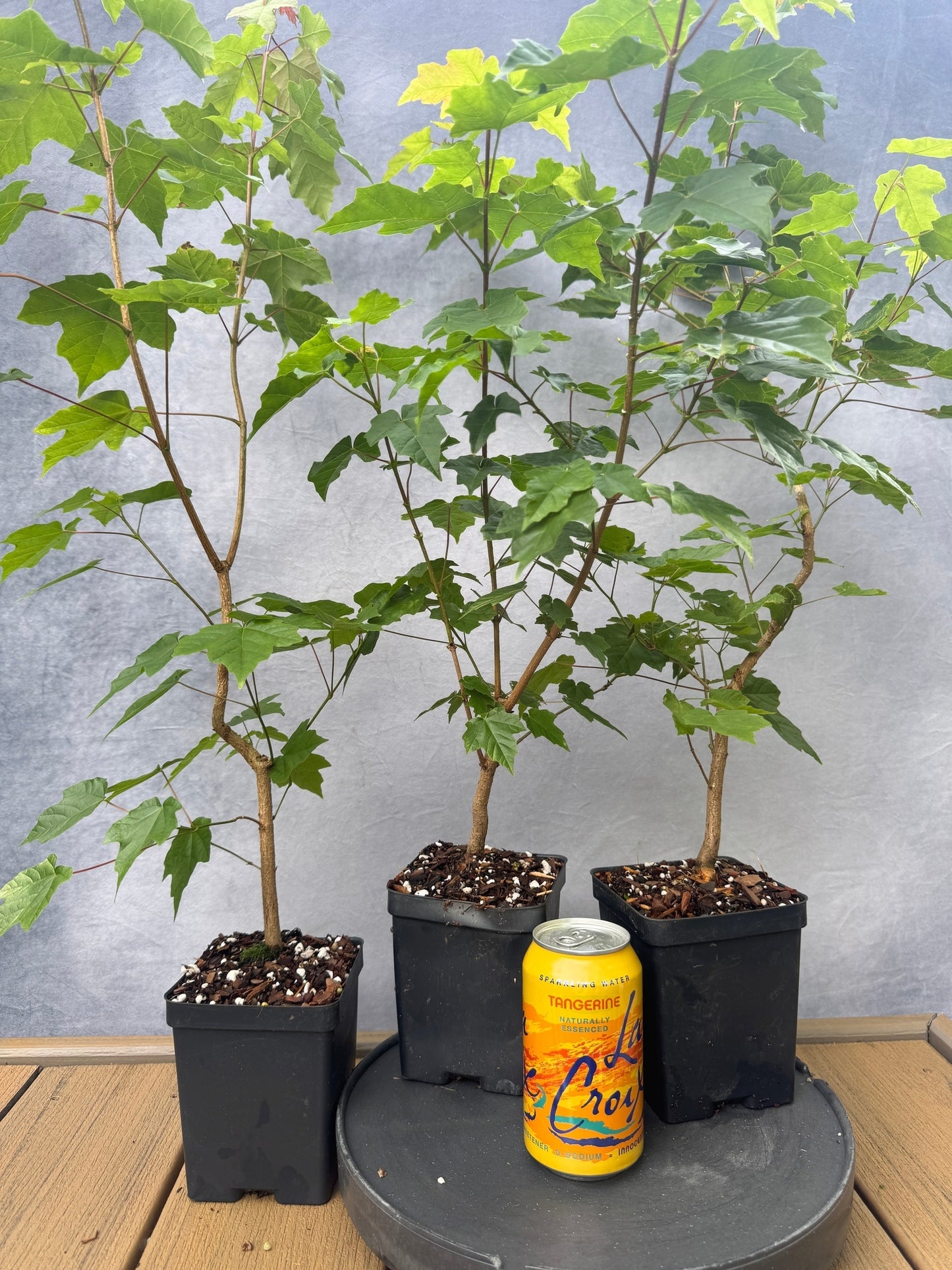 Miaotai Maple