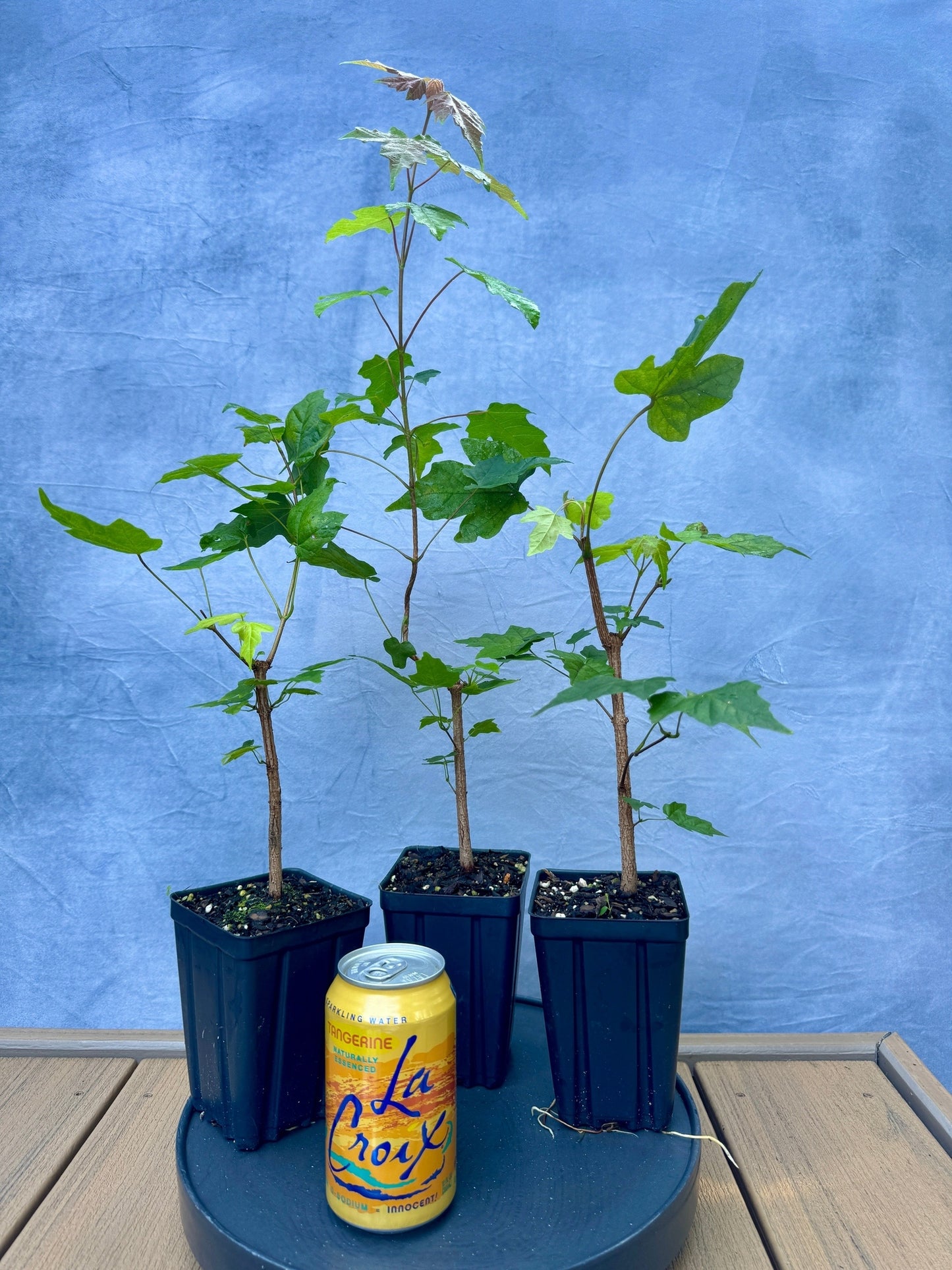 Miaotai Maple