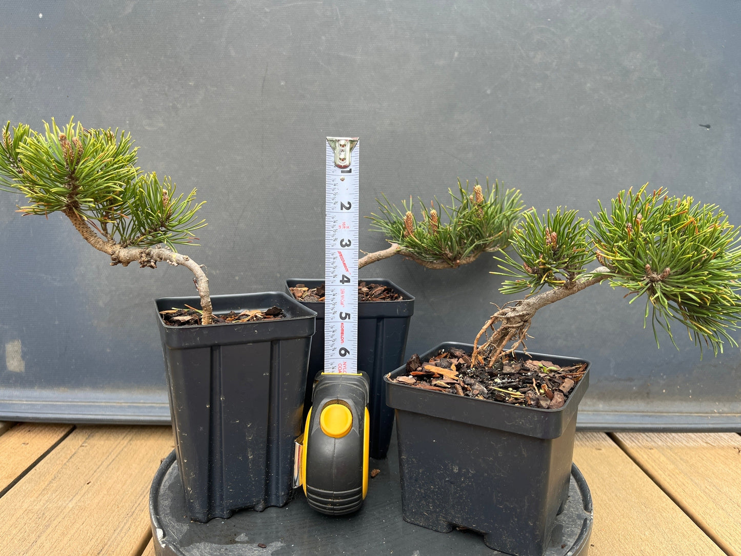 Mugo Pine