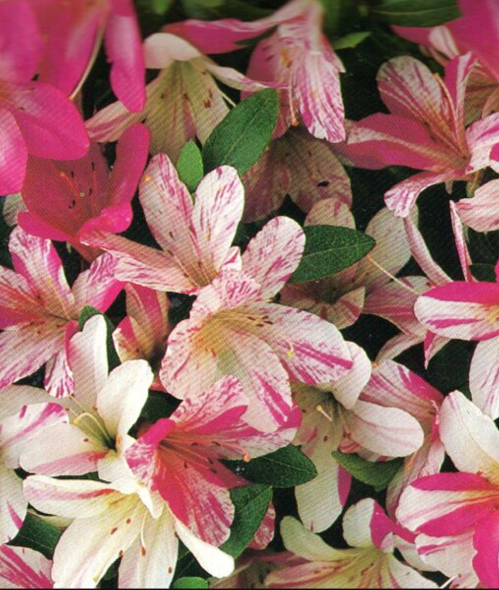 Satsuki Azalea (various cultivars)