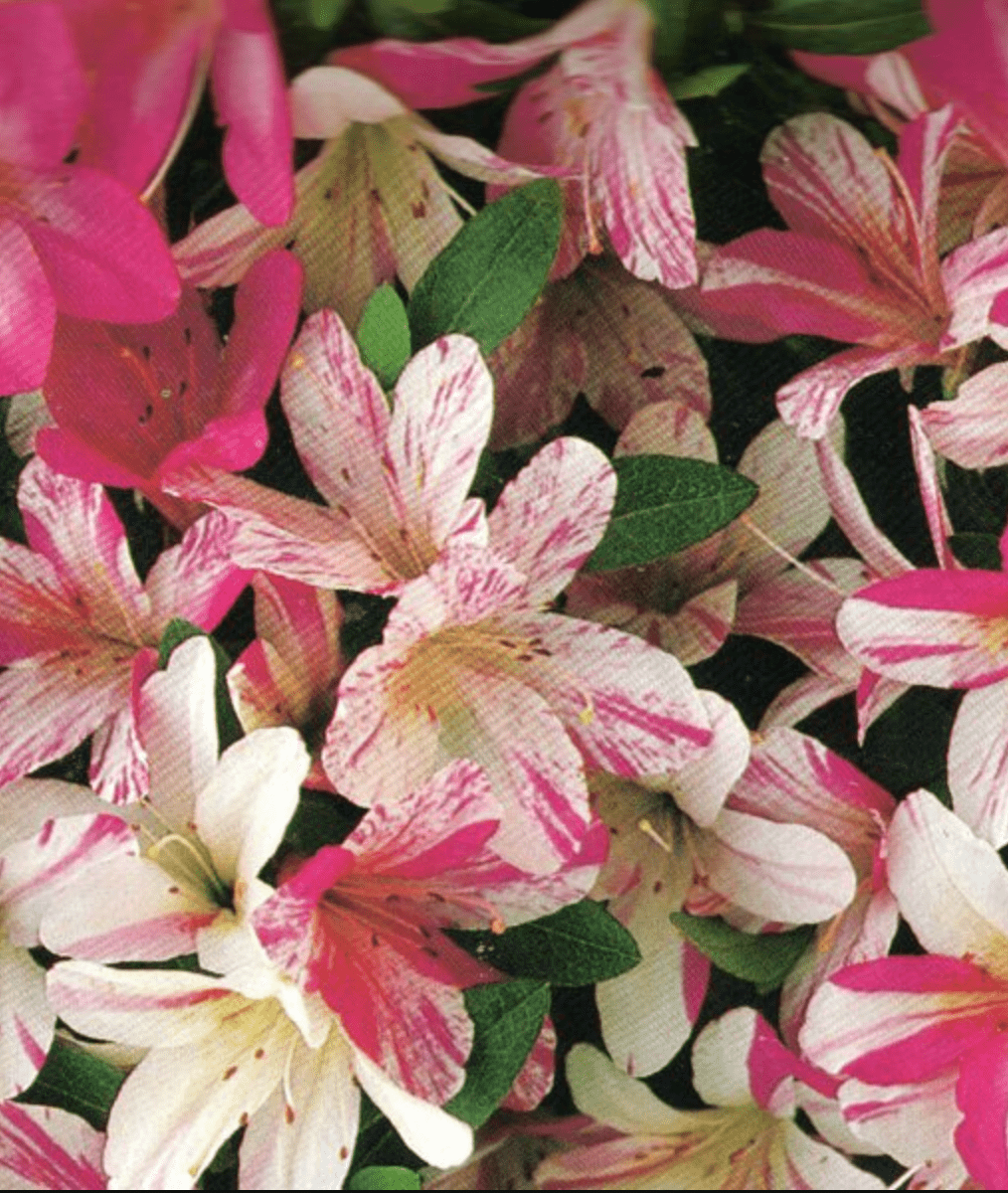 Satsuki Azalea (various cultivars)
