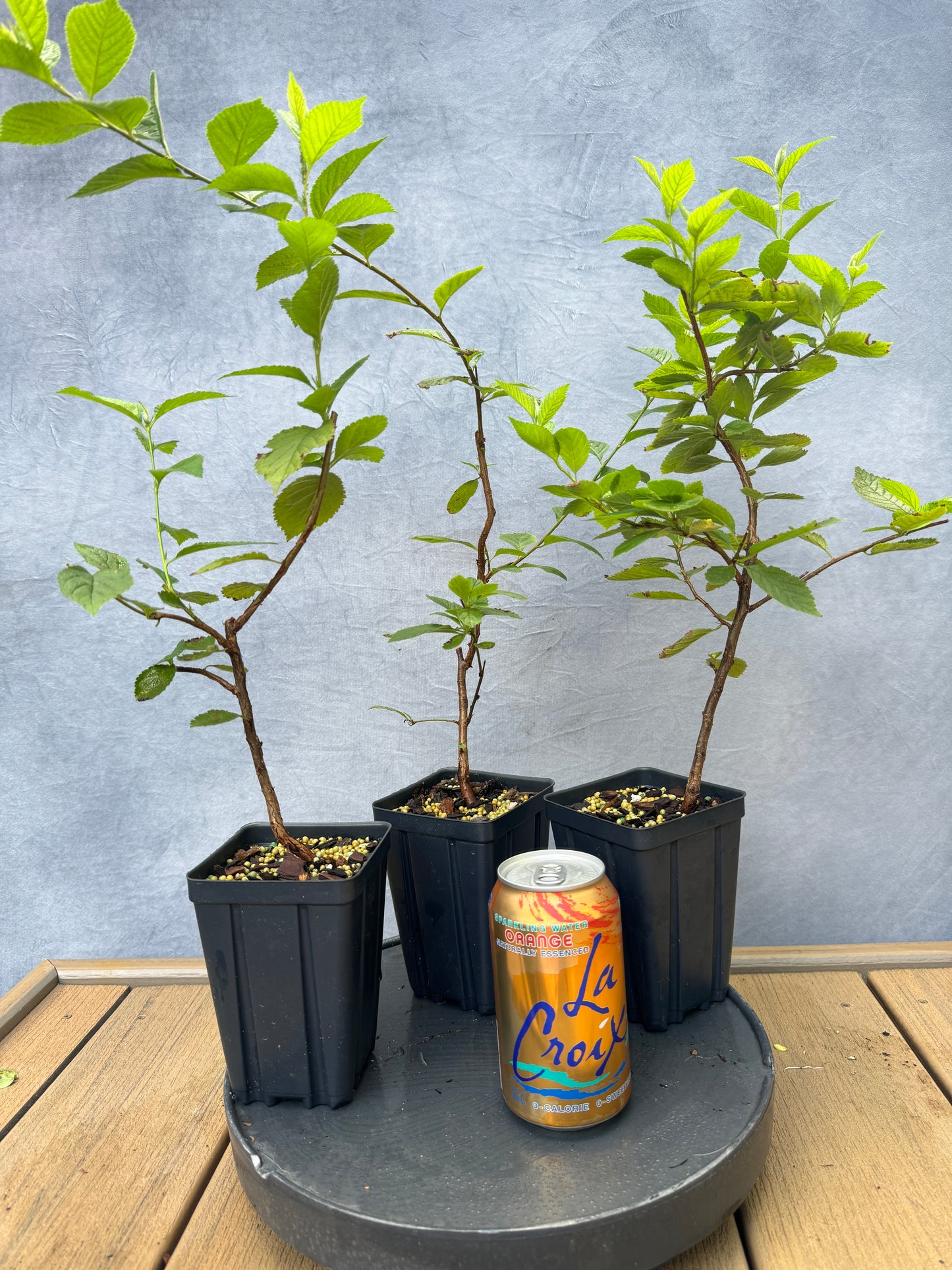 Nanking Cherry