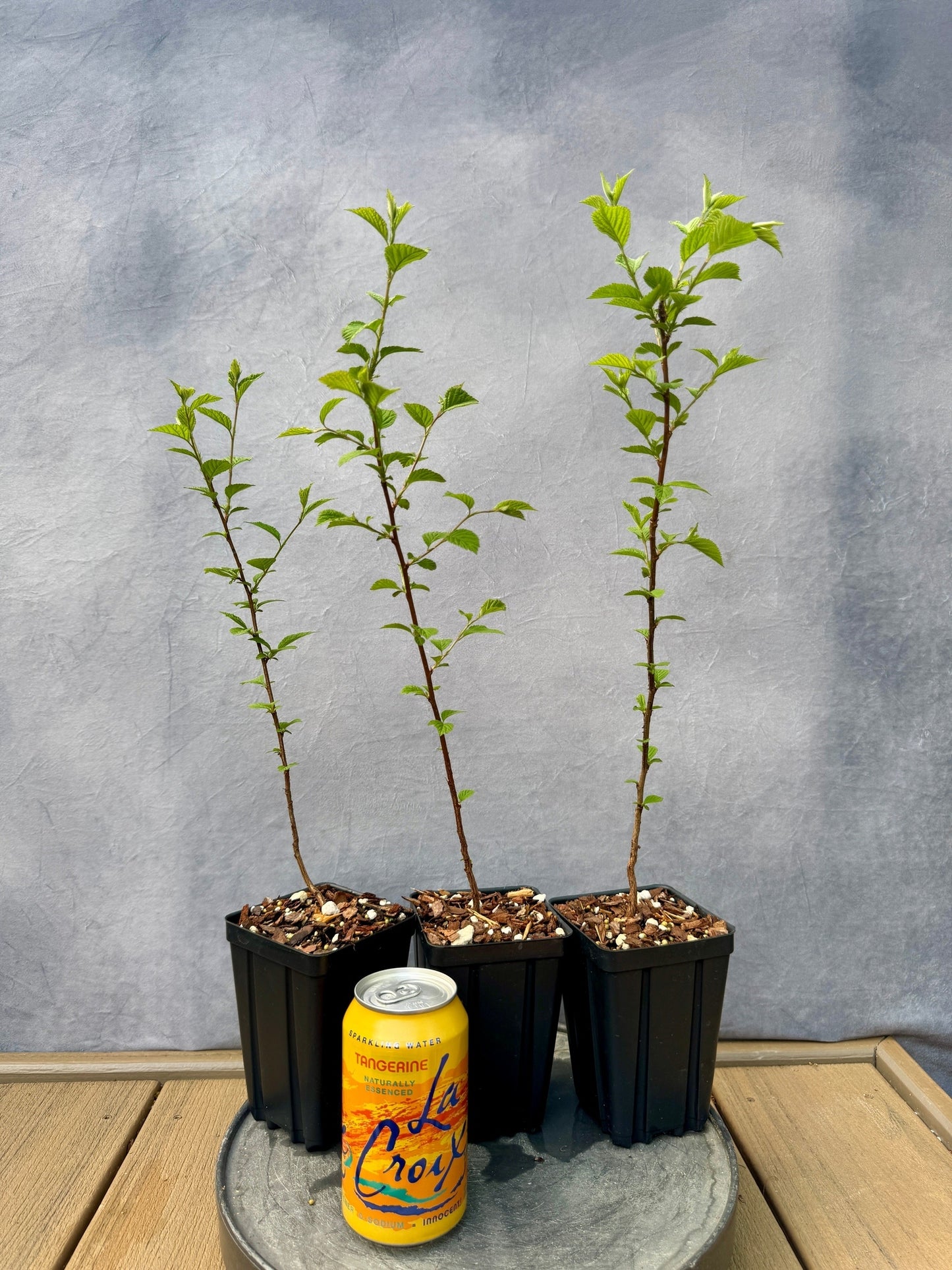 Nanking Cherry