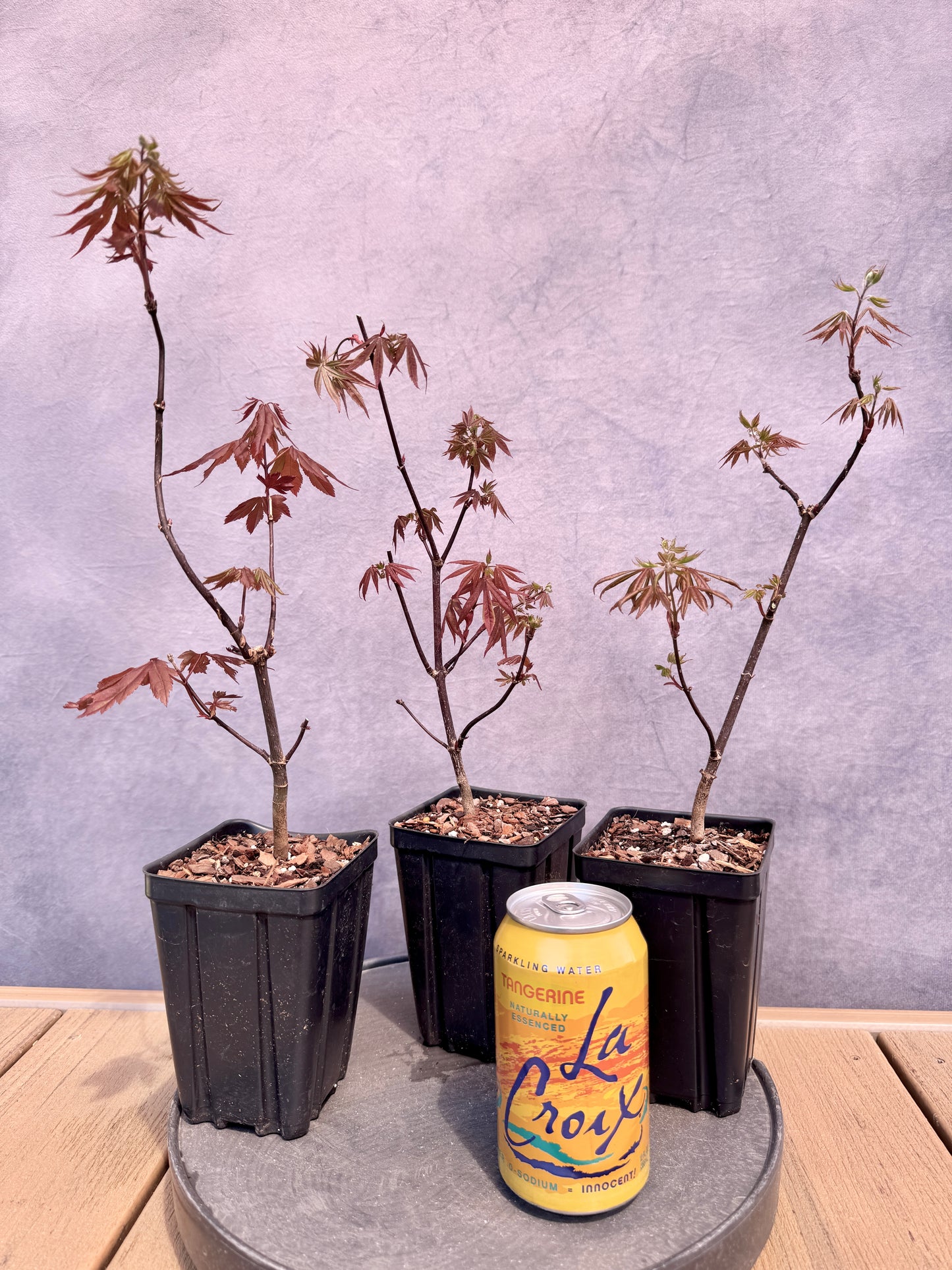 Red Japanese Maple