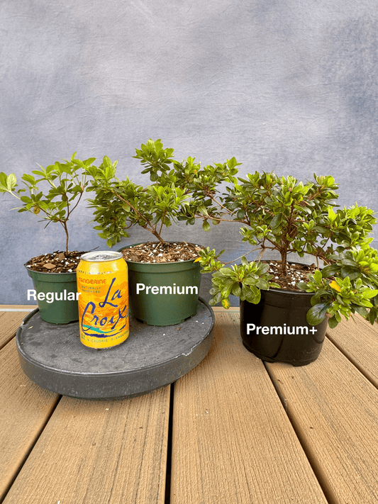 Satsuki Azalea (various cultivars)