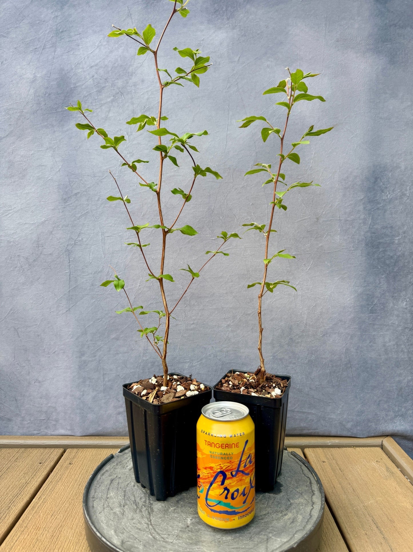 Stewartia Monadelpha