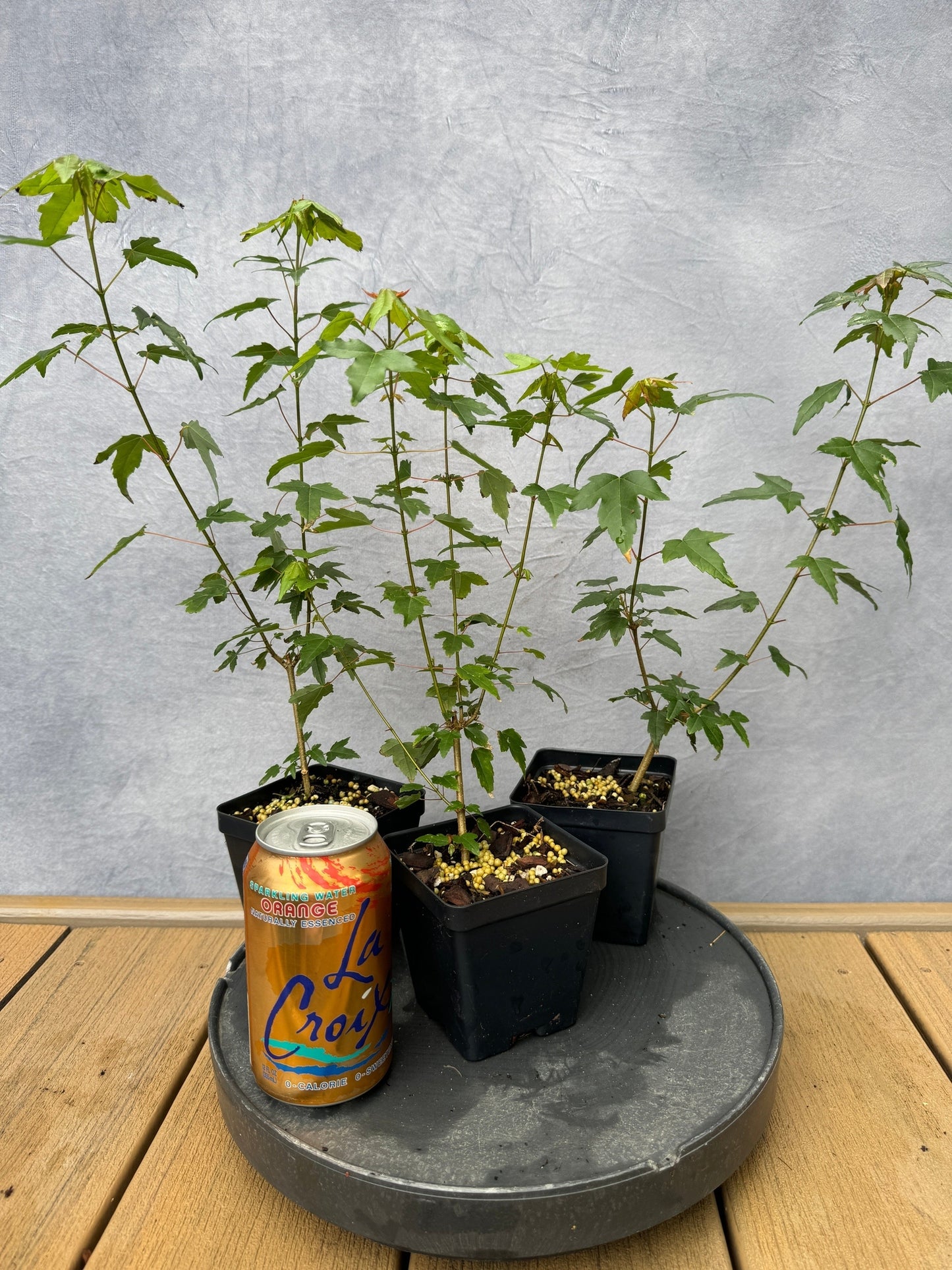 Trident Maple - Cutting Grown