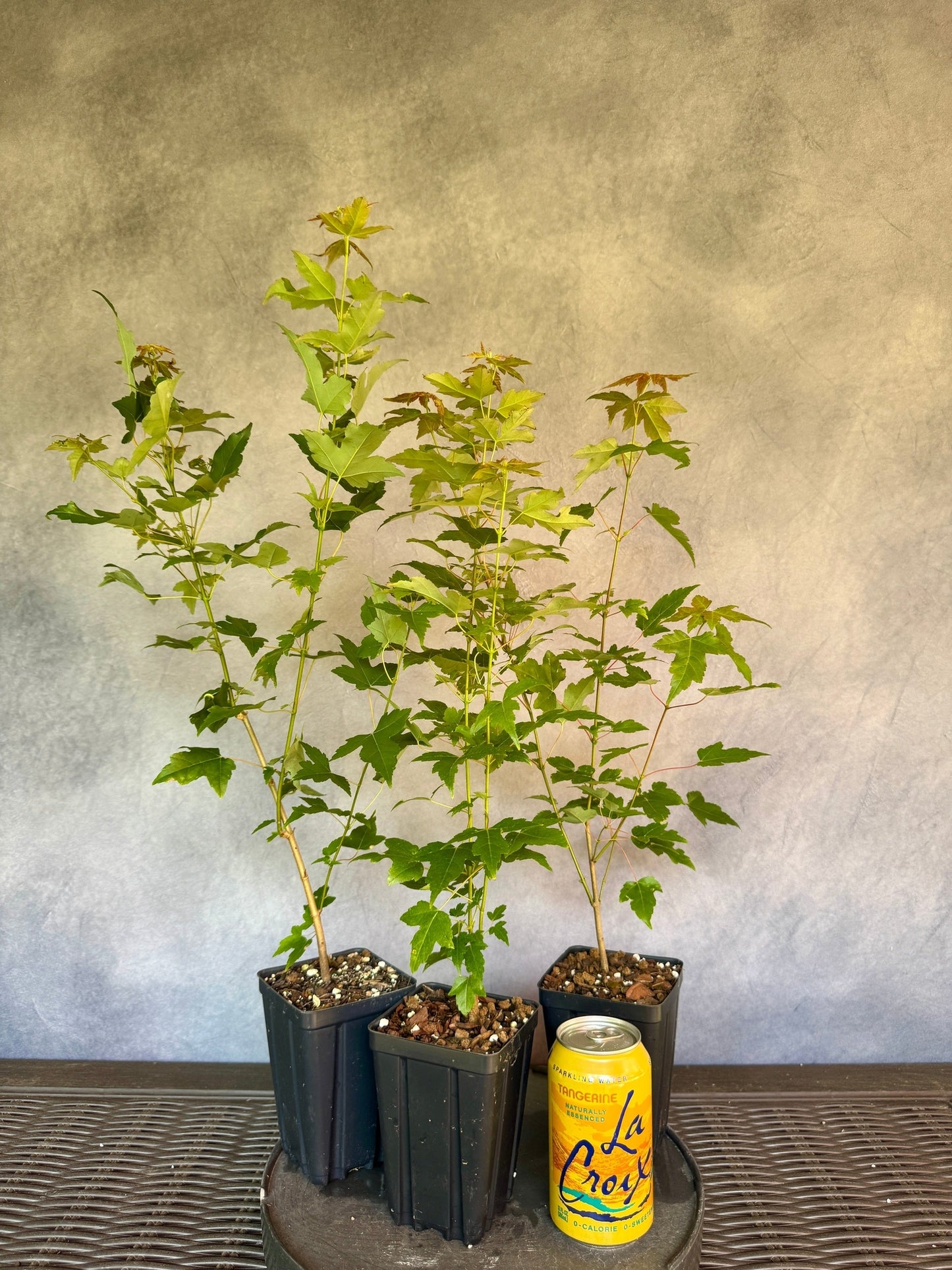 Trident Maple