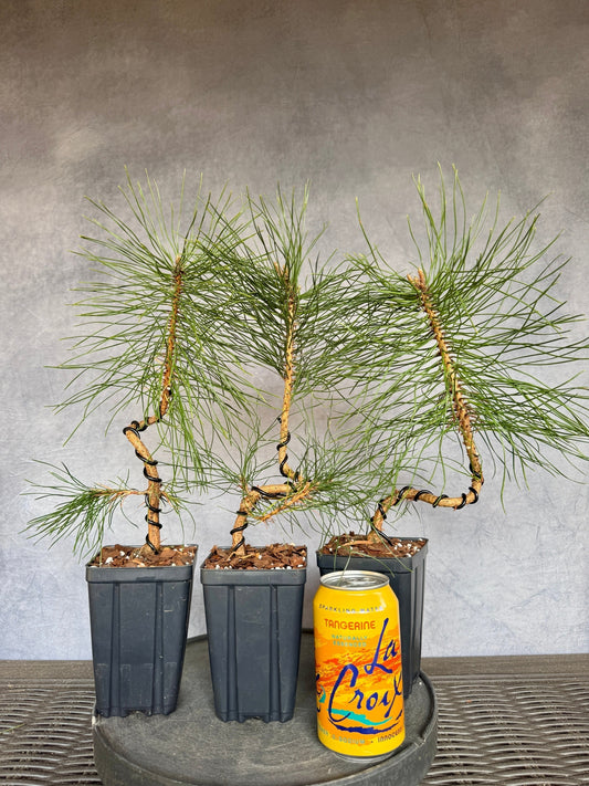 Austrian Black Pine