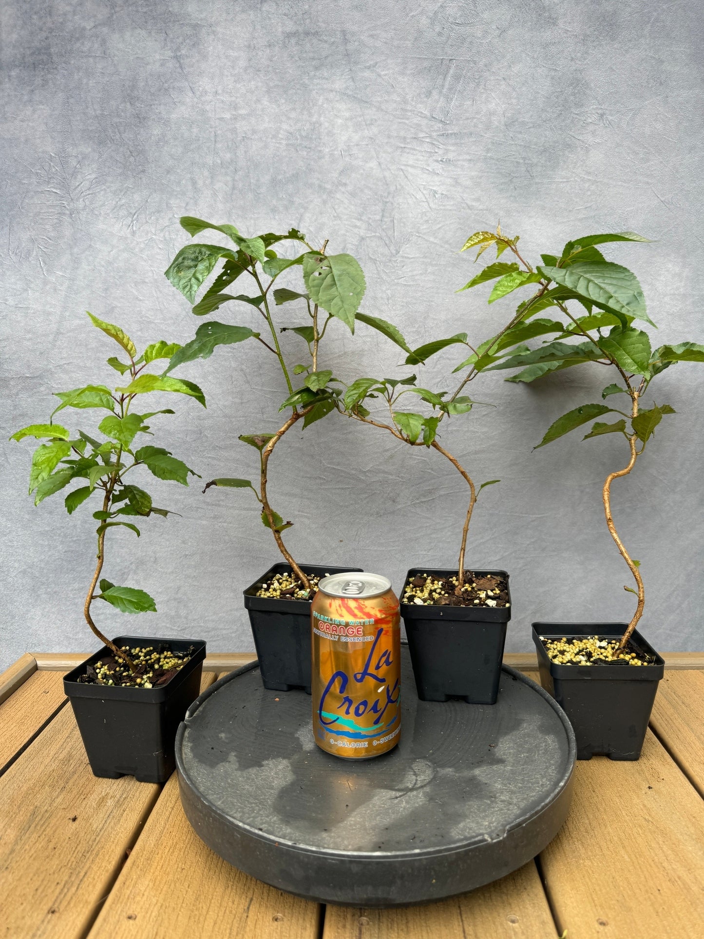 Yamazakura Cherry