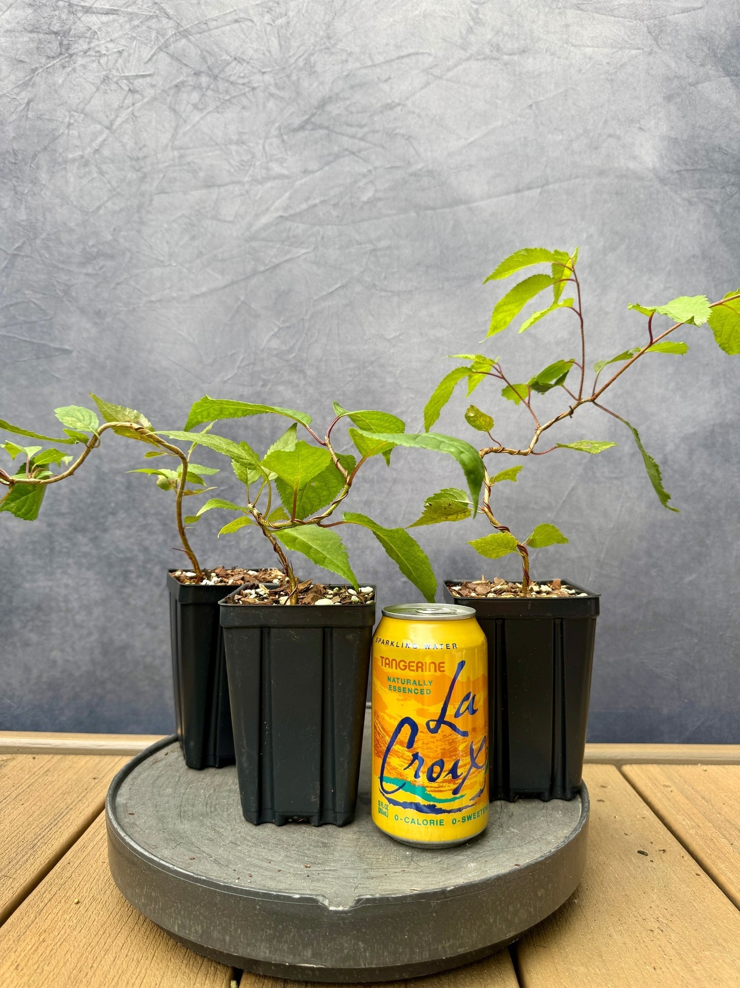 Yamazakura Cherry