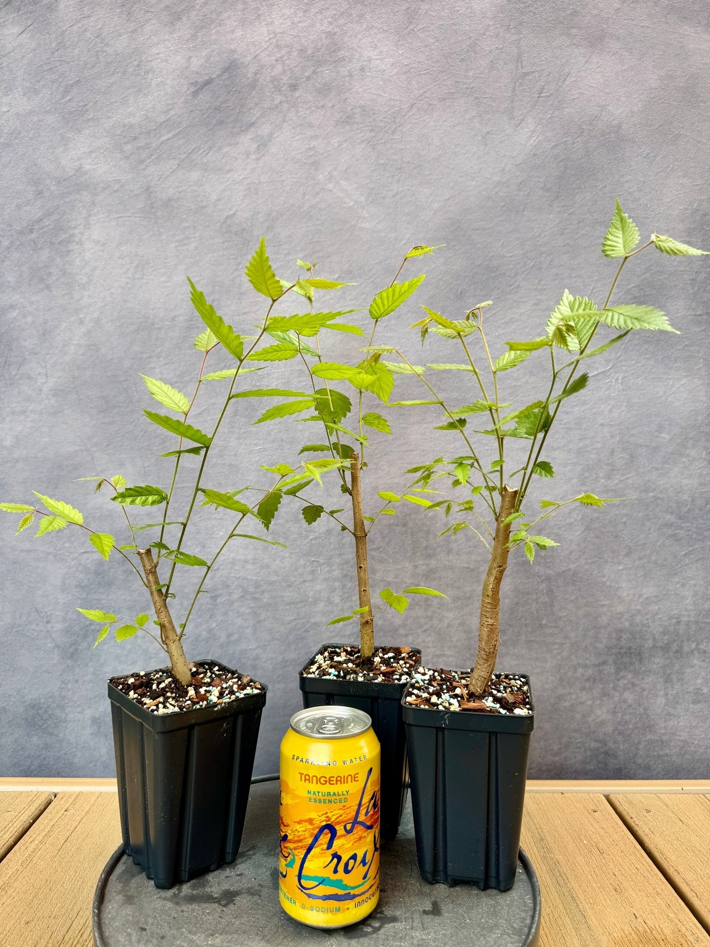 Zelkova