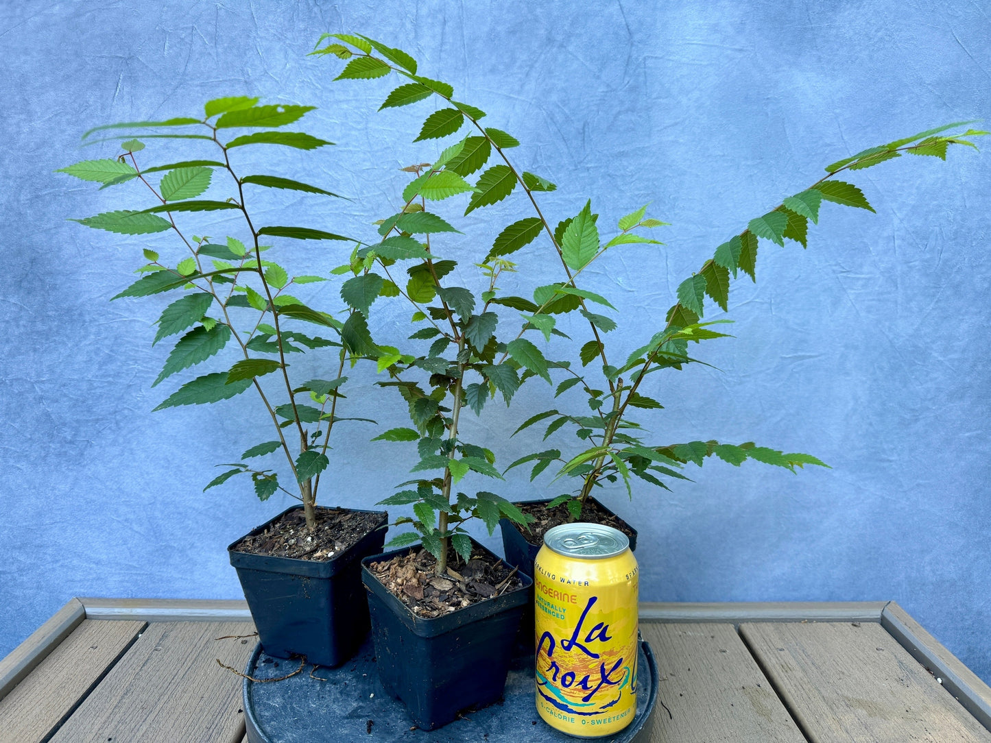 Zelkova
