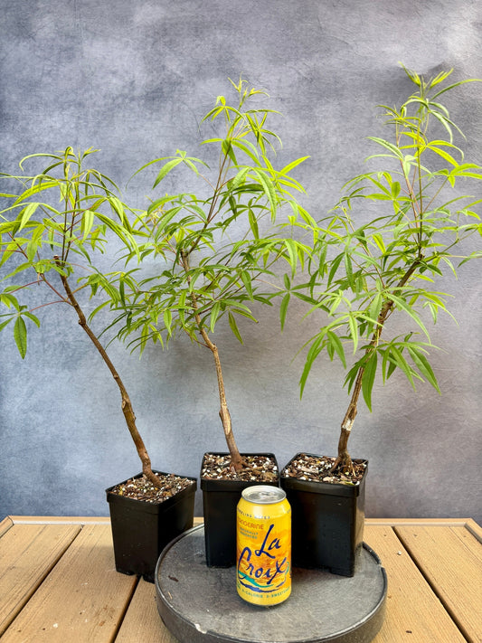 Rare Acer Pentaphyllum