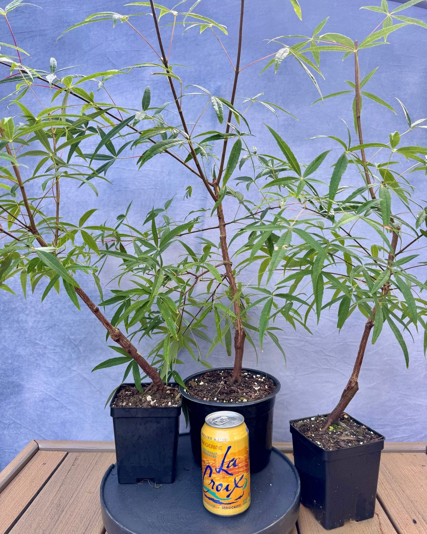Rare Acer Pentaphyllum