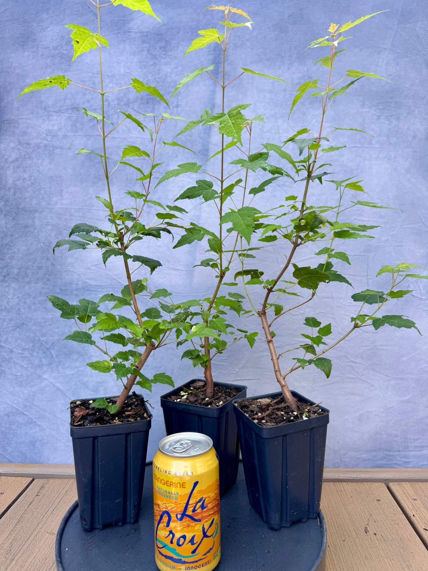 Amur Flame Maple
