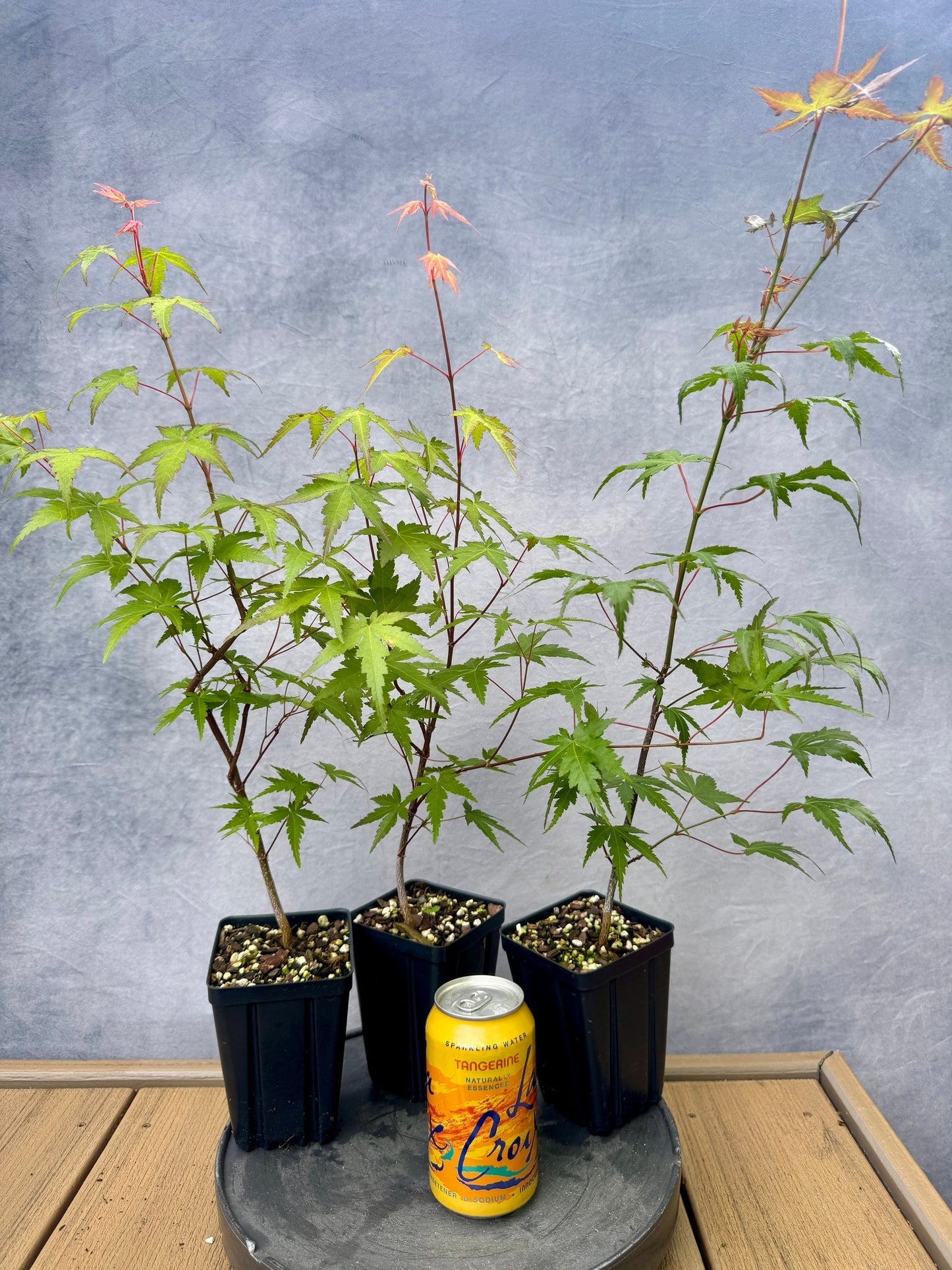 Seedlings of 'Arakawa' Japanese Maple