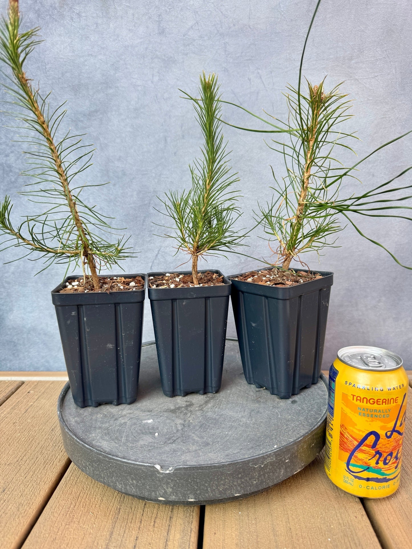 Austrian Black Pine