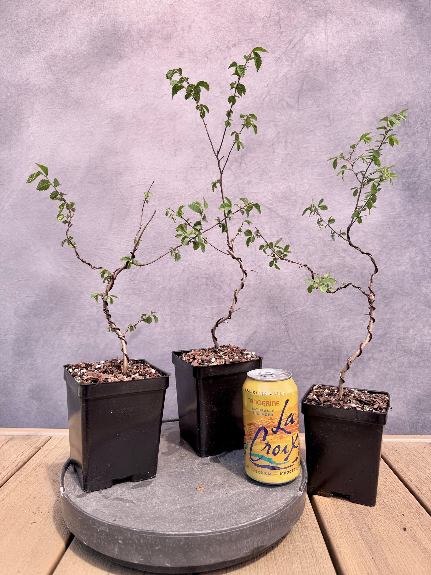 Chinese Elm
