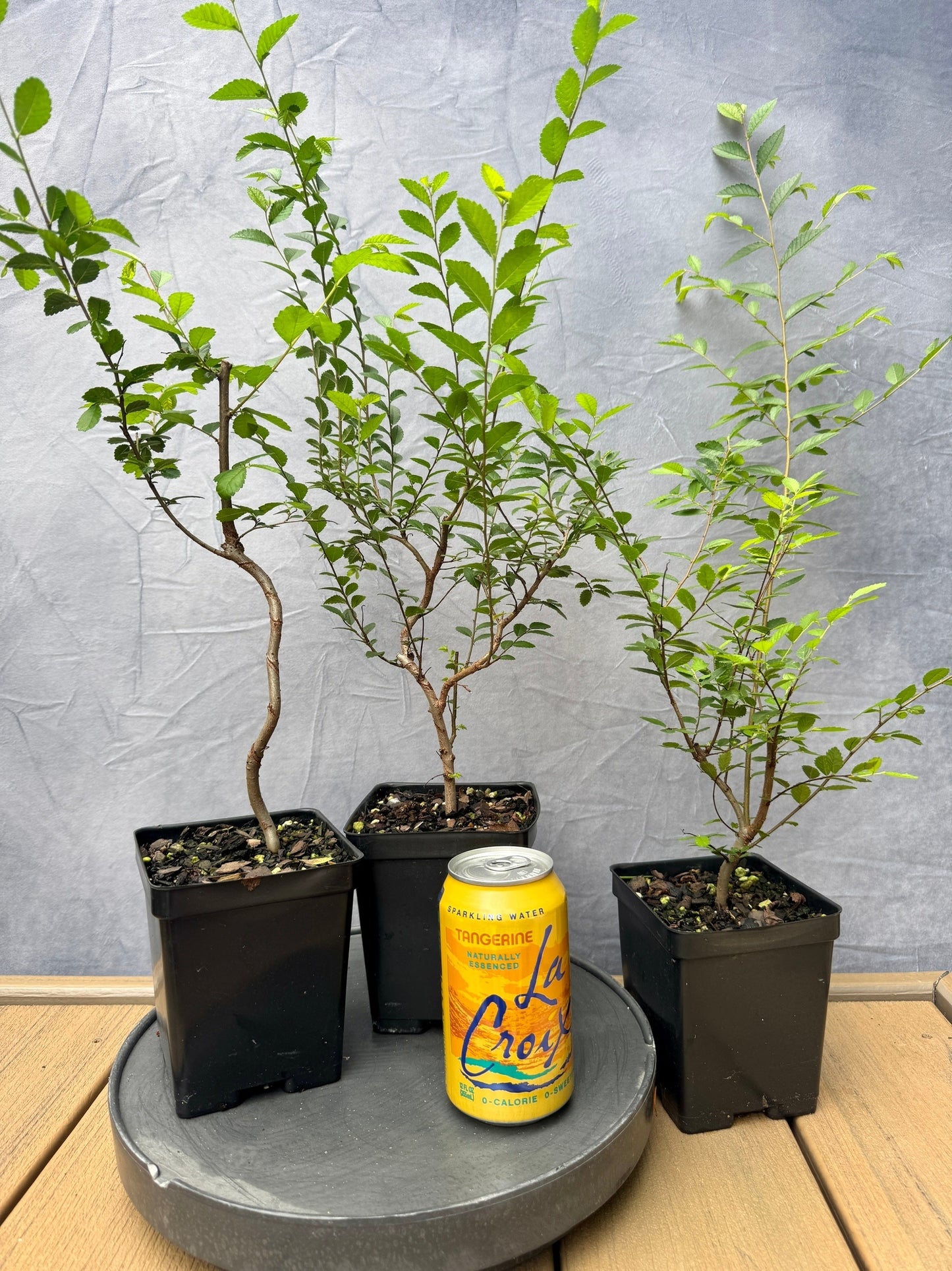 Chinese Elm