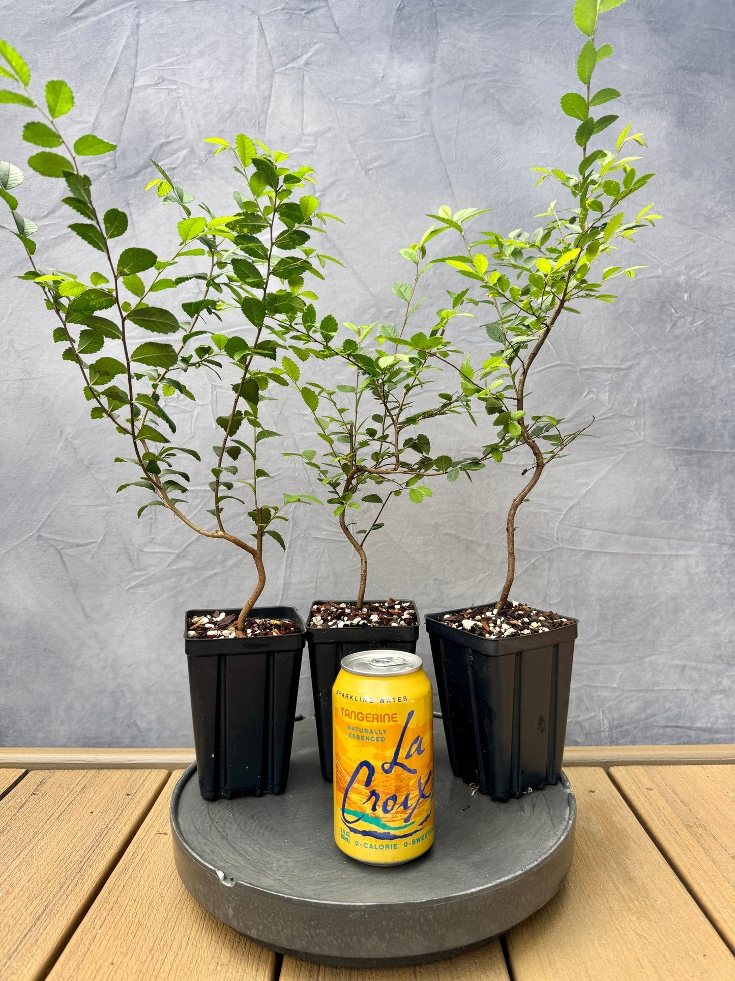 Chinese Elm