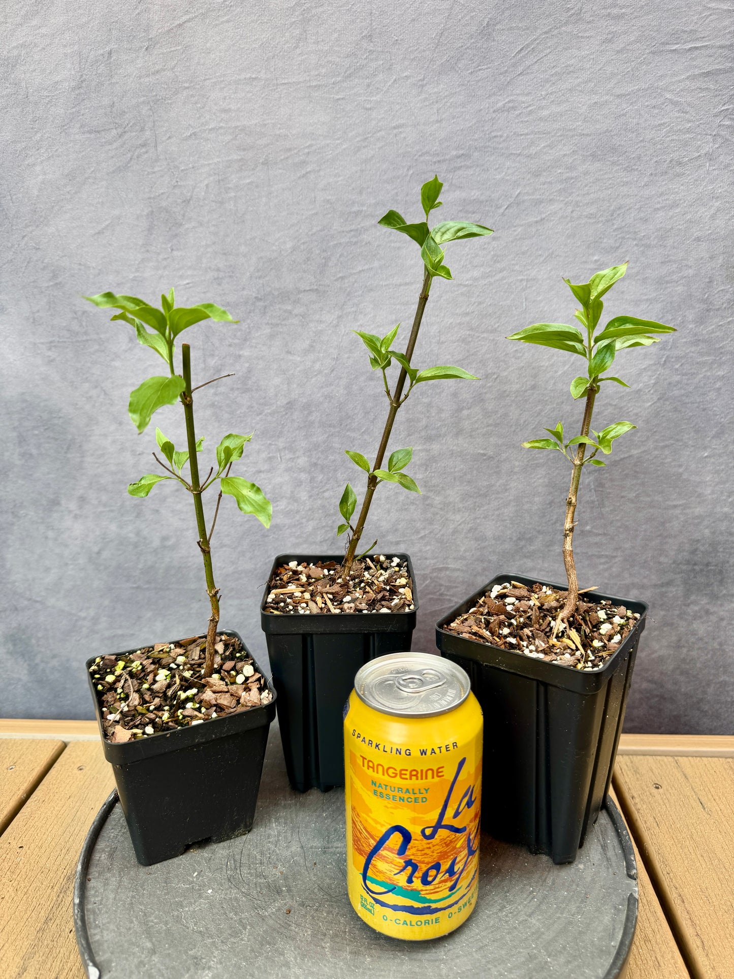 Cornelian Cherry