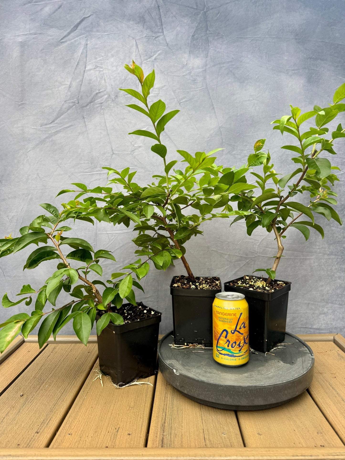 Crape Myrtle
