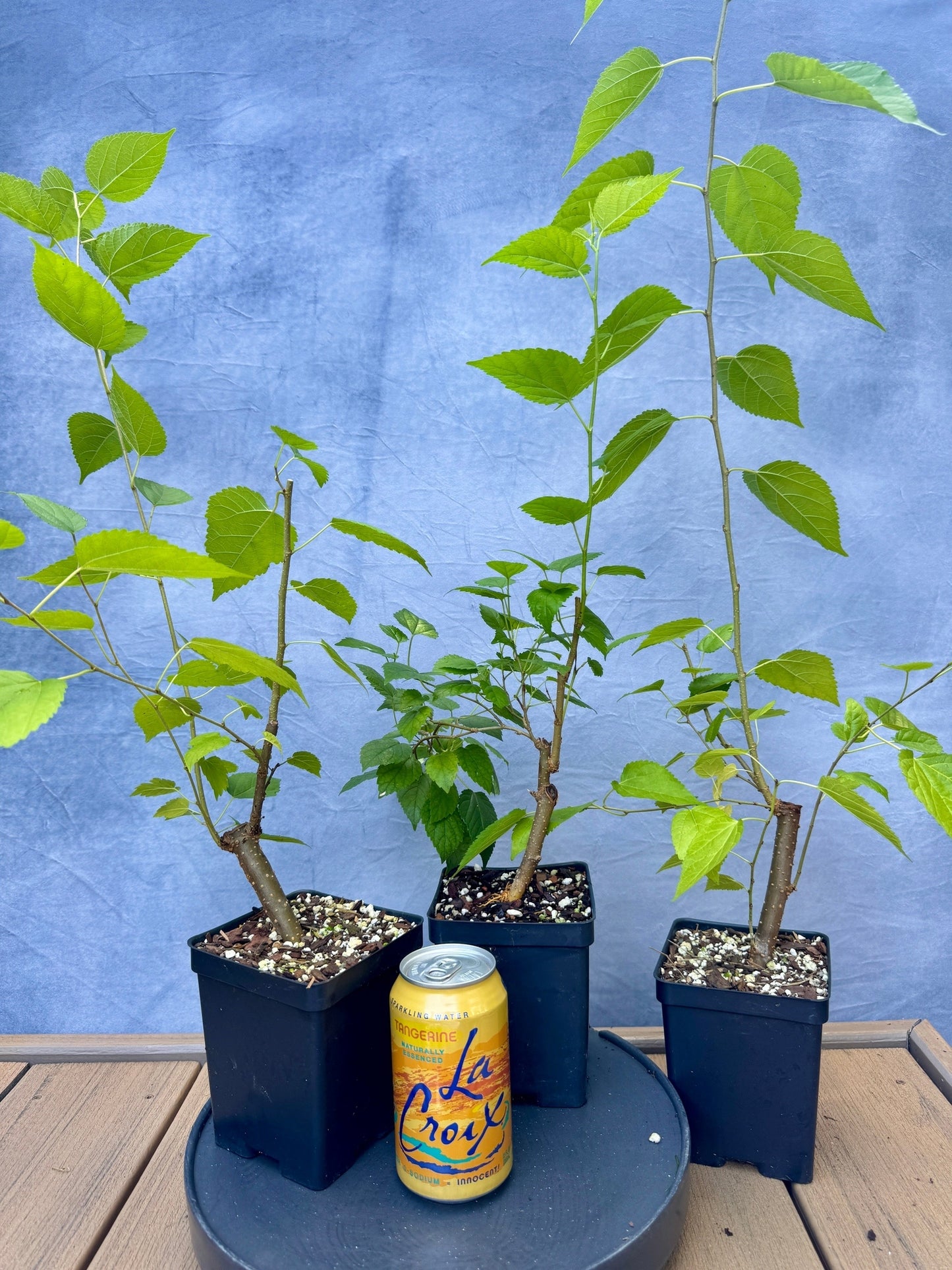 Dwarf Mulberry