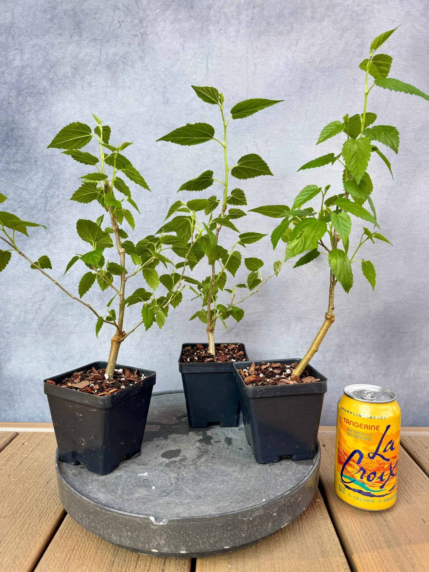 Dwarf Mulberry