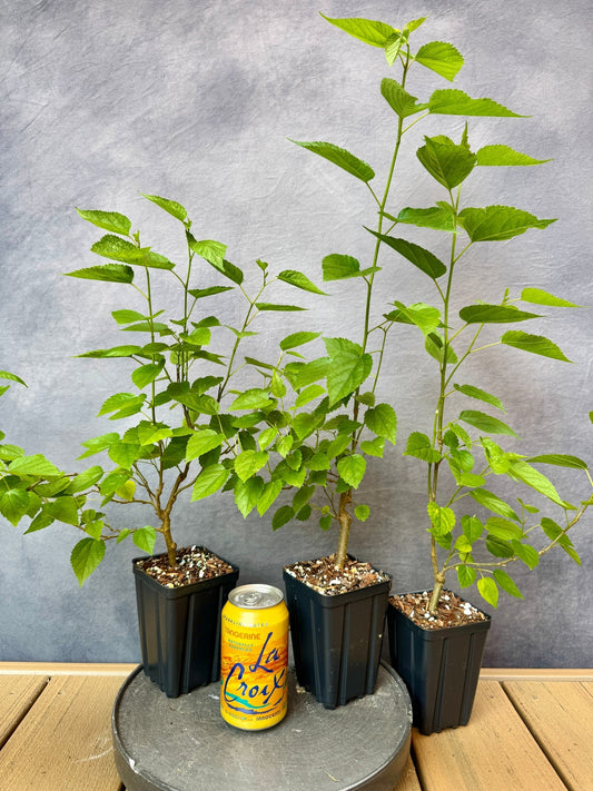 Dwarf Mulberry