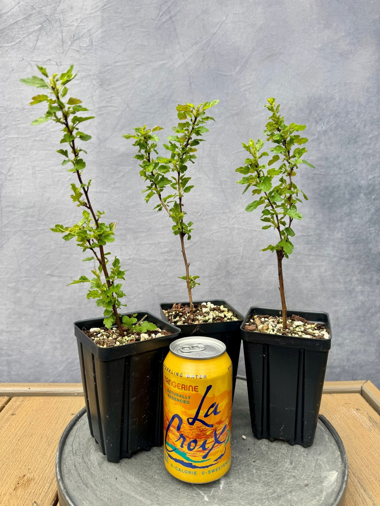 Dwarf Ninebark