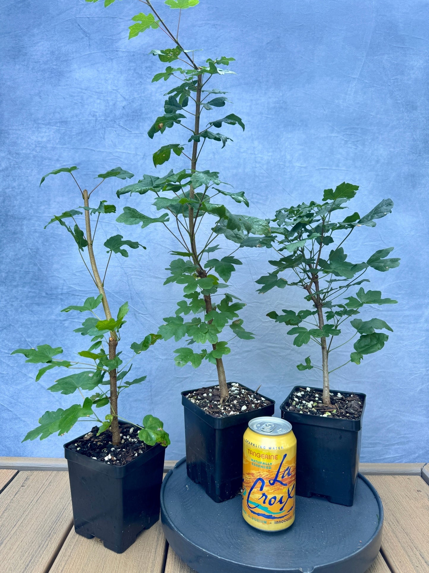 Field Maple