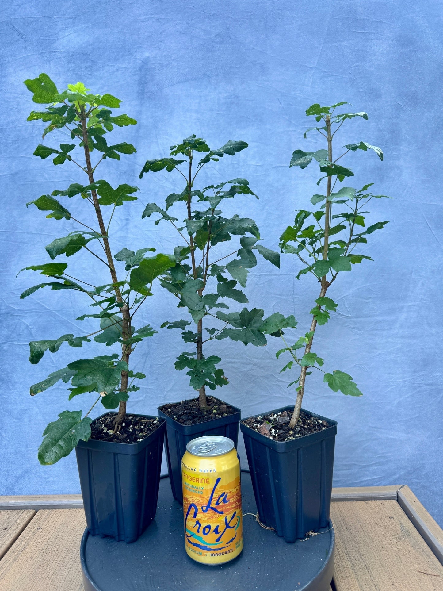 Field Maple