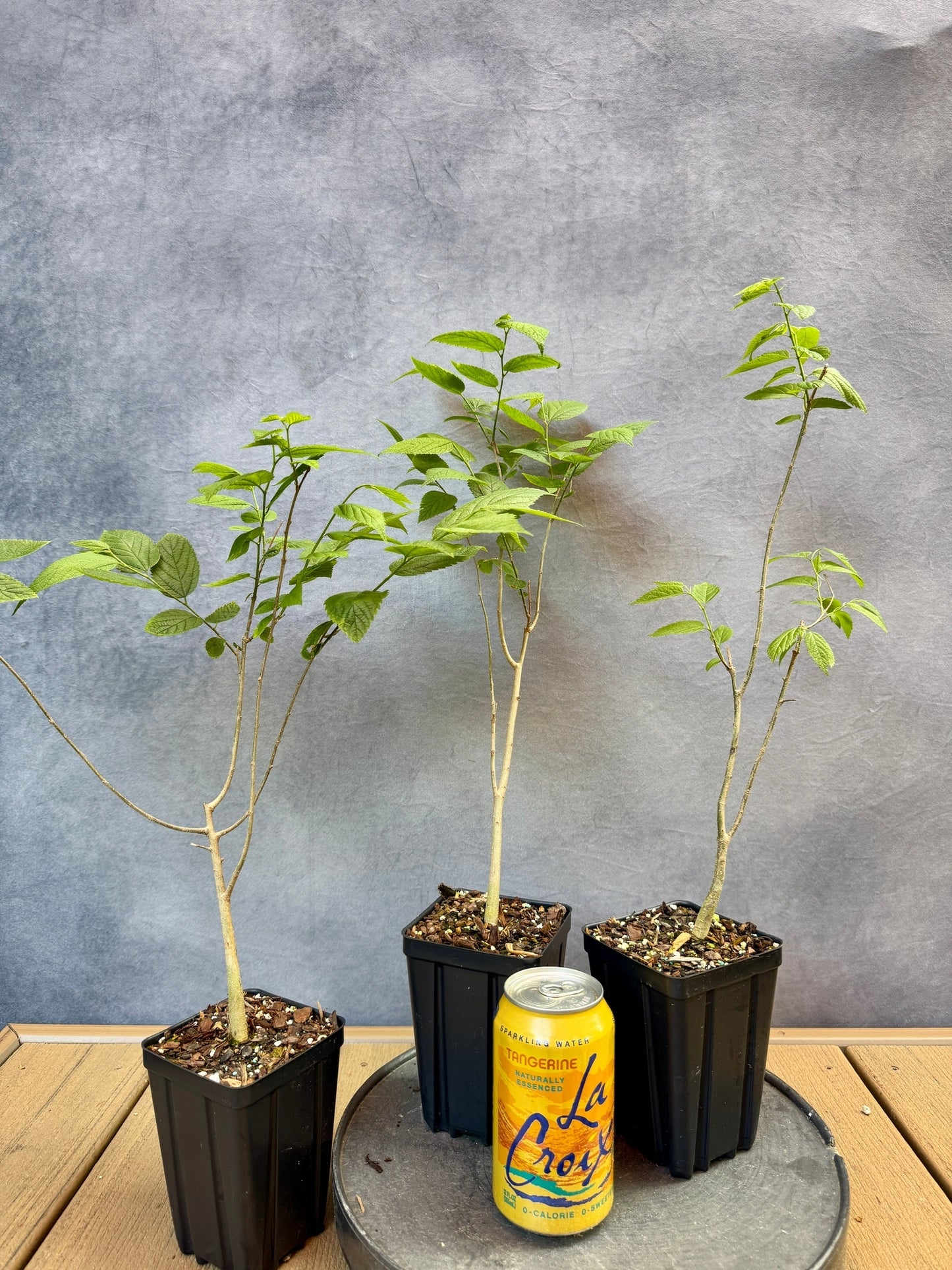 Common Hackberry