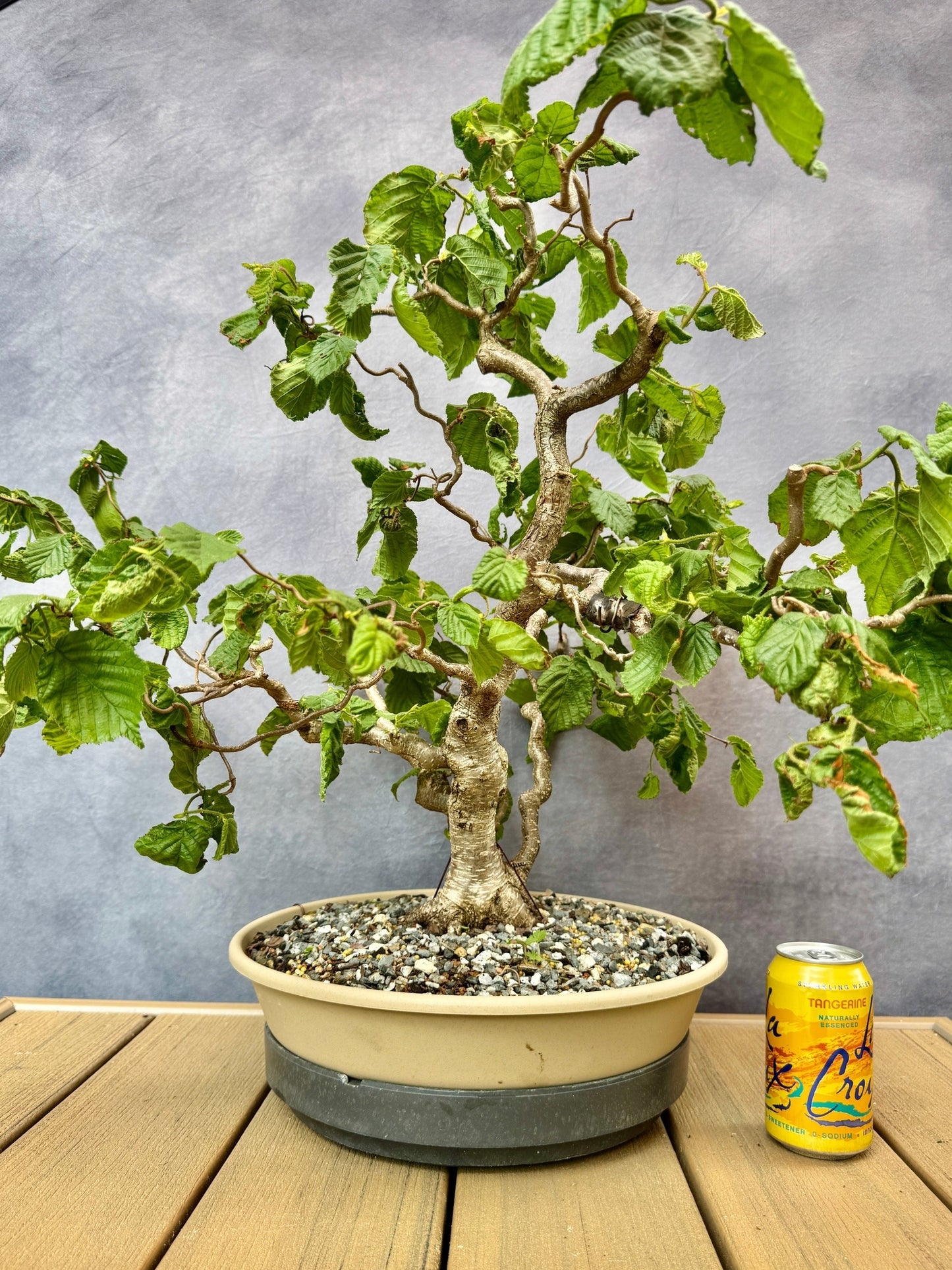 Corkscrew Hazel #1
