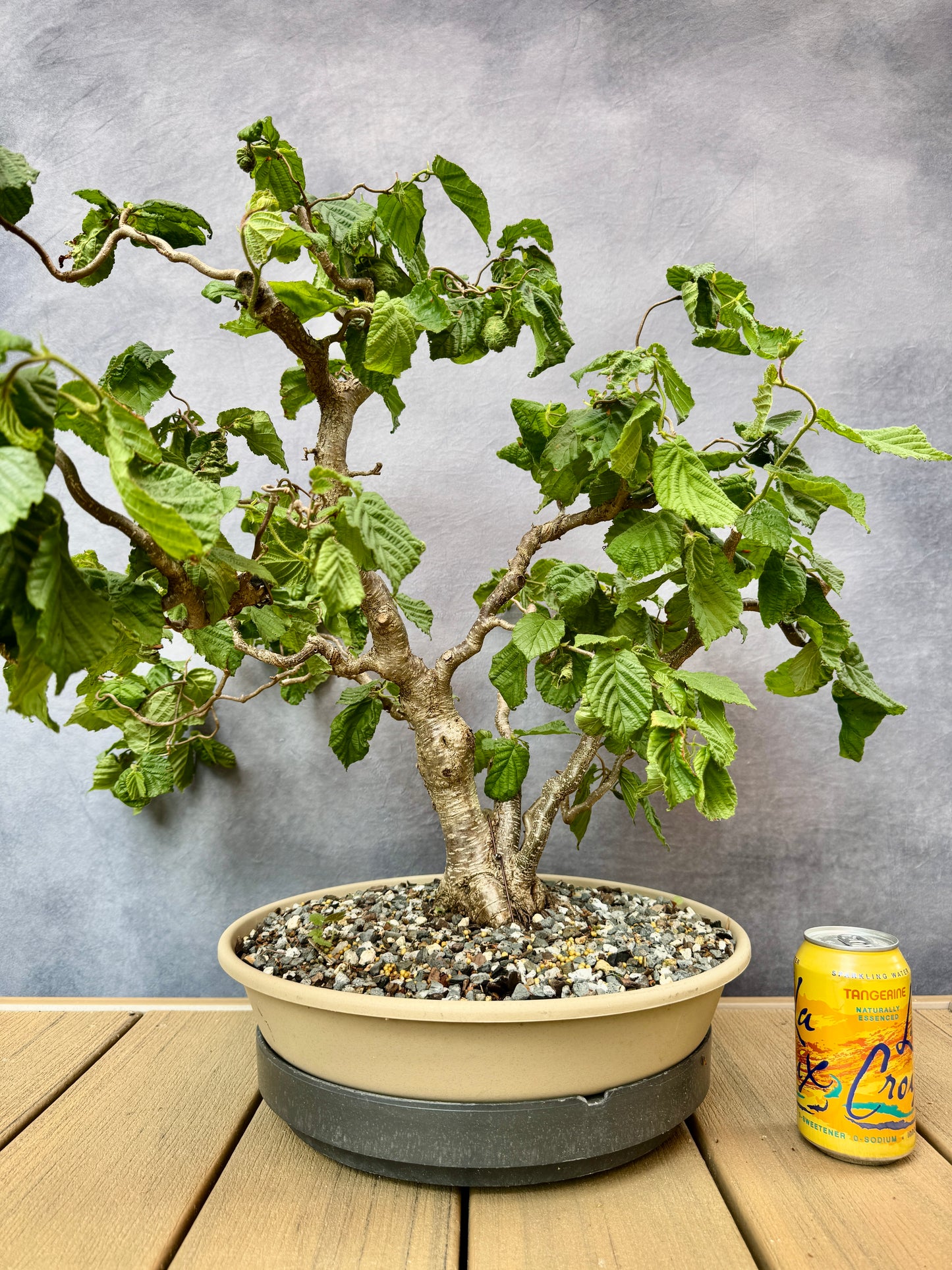 Corkscrew Hazel #1