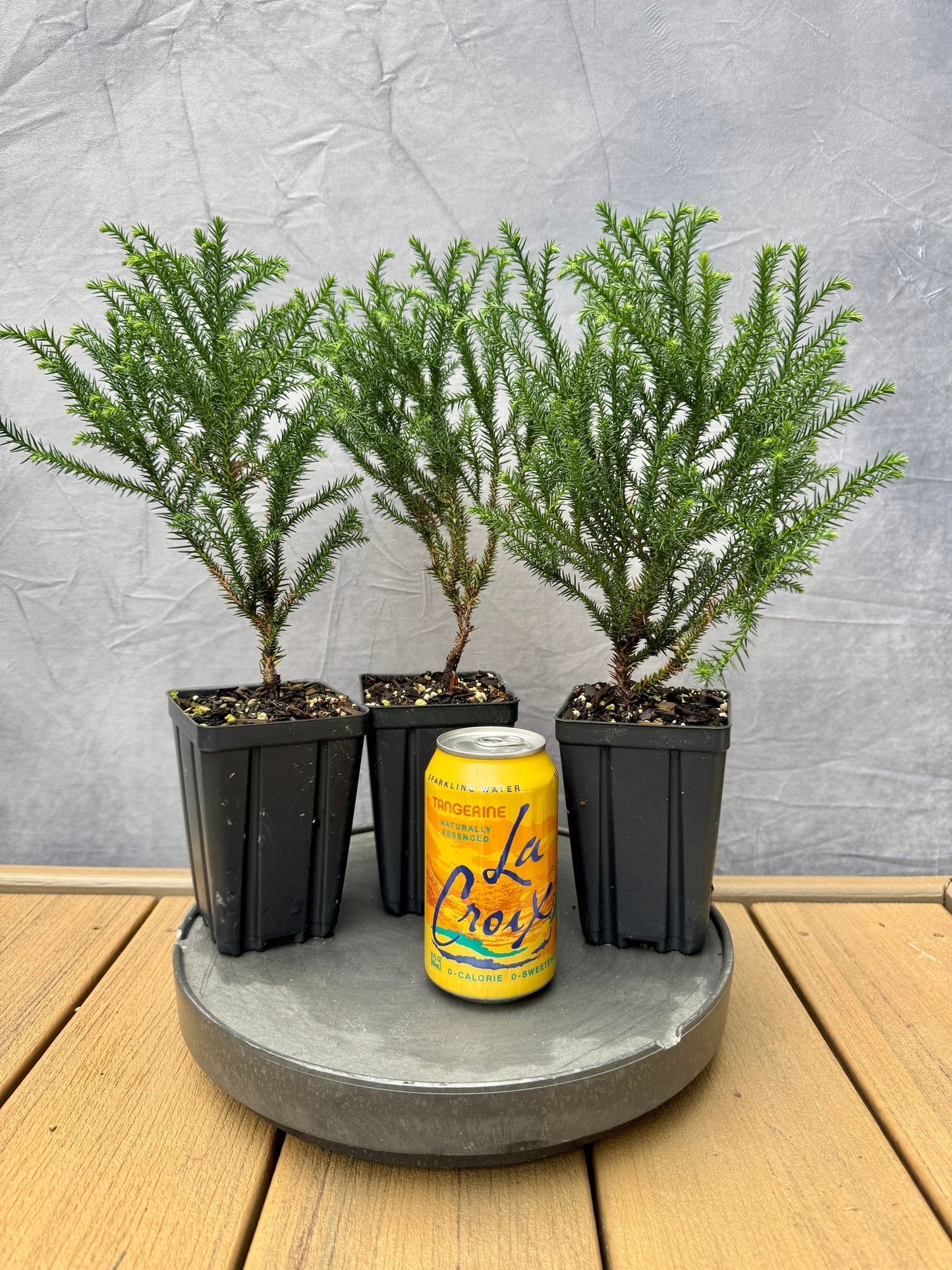 Cryptomeria 'Hino'
