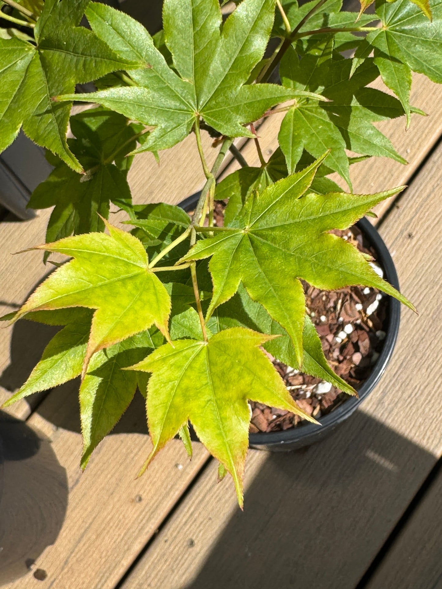 Grafted Japanese Maples (various cultivars)