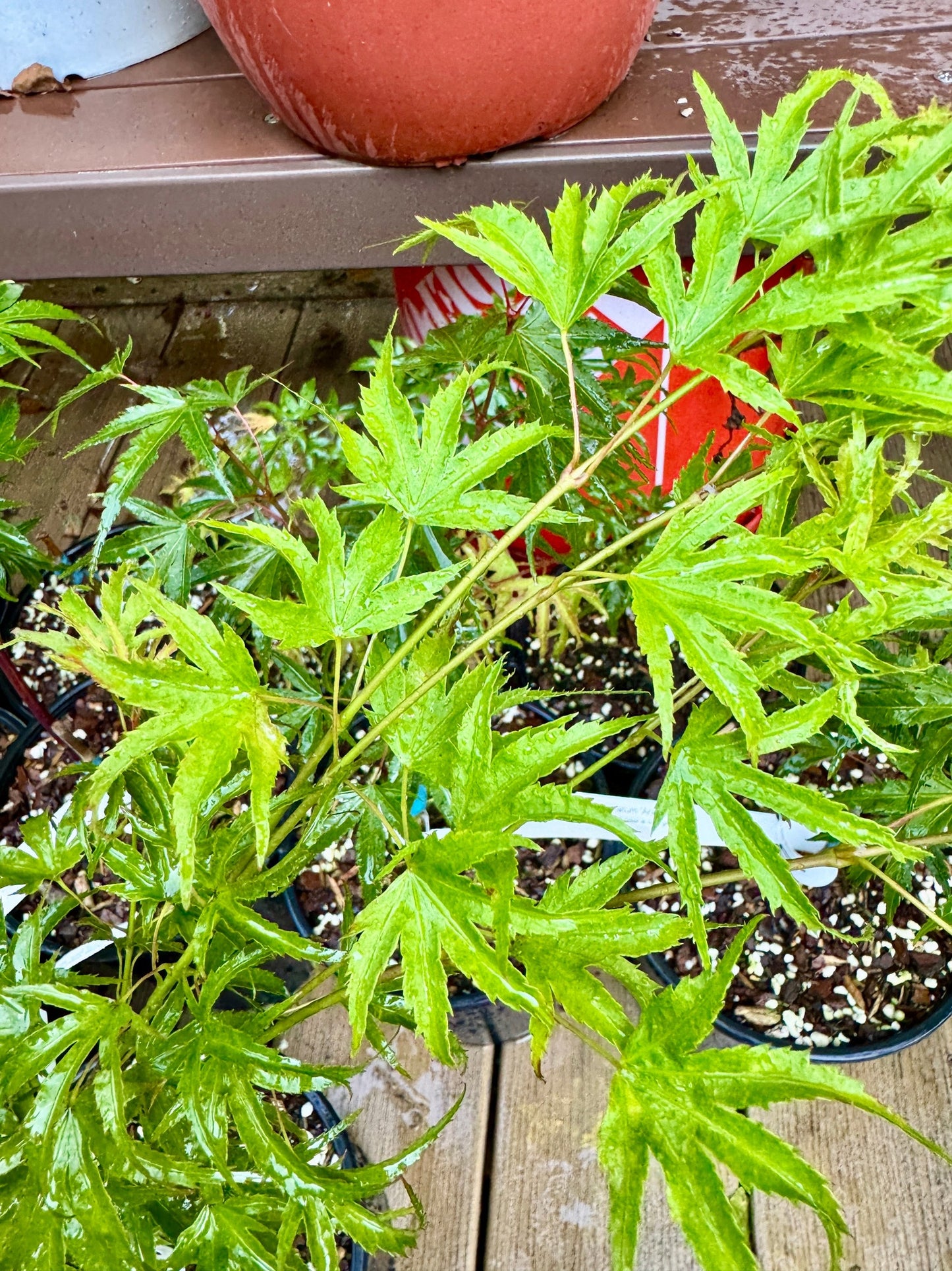 Grafted Japanese Maples (various cultivars)