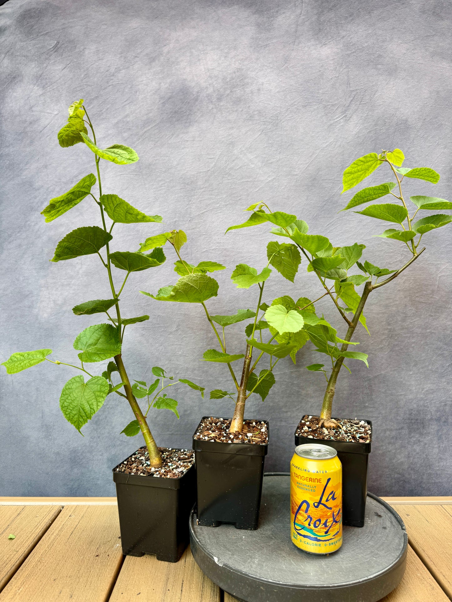 Littleleaf Linden